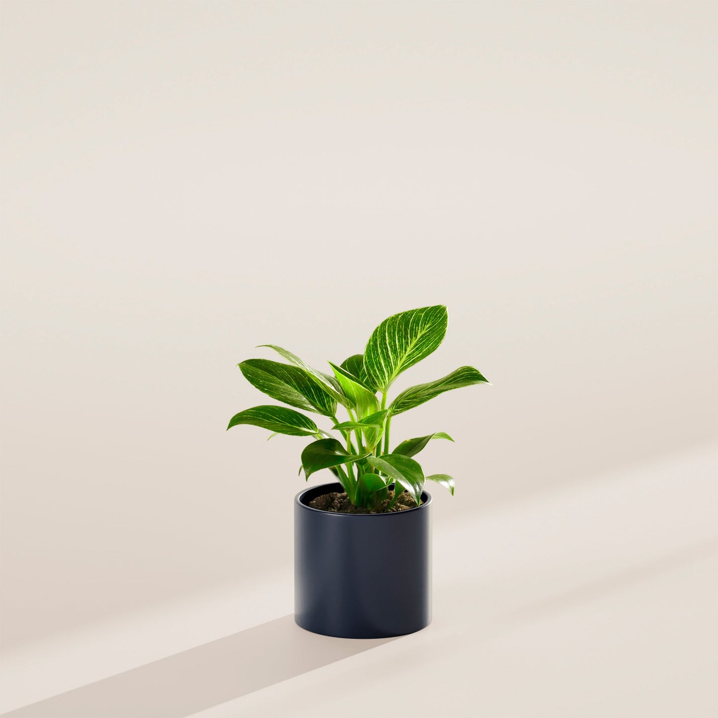 Philodendron Birkin