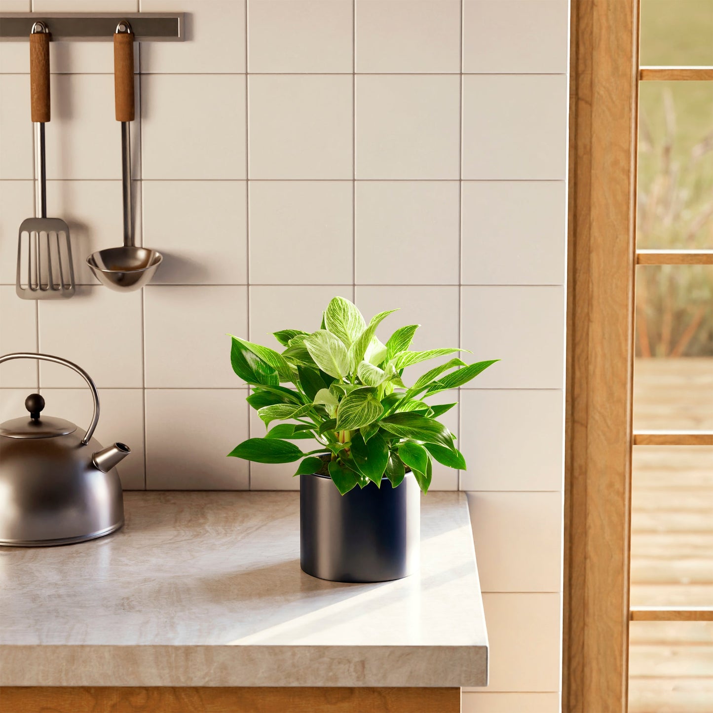 Philodendron Birkin