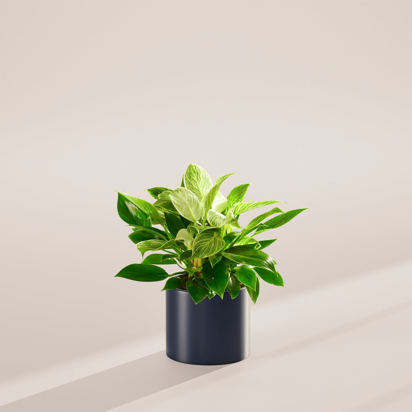 Philodendron Birkin