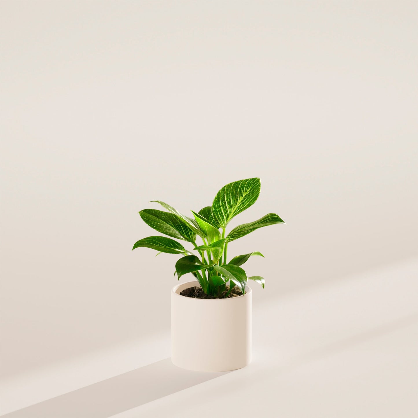 Philodendron Birkin
