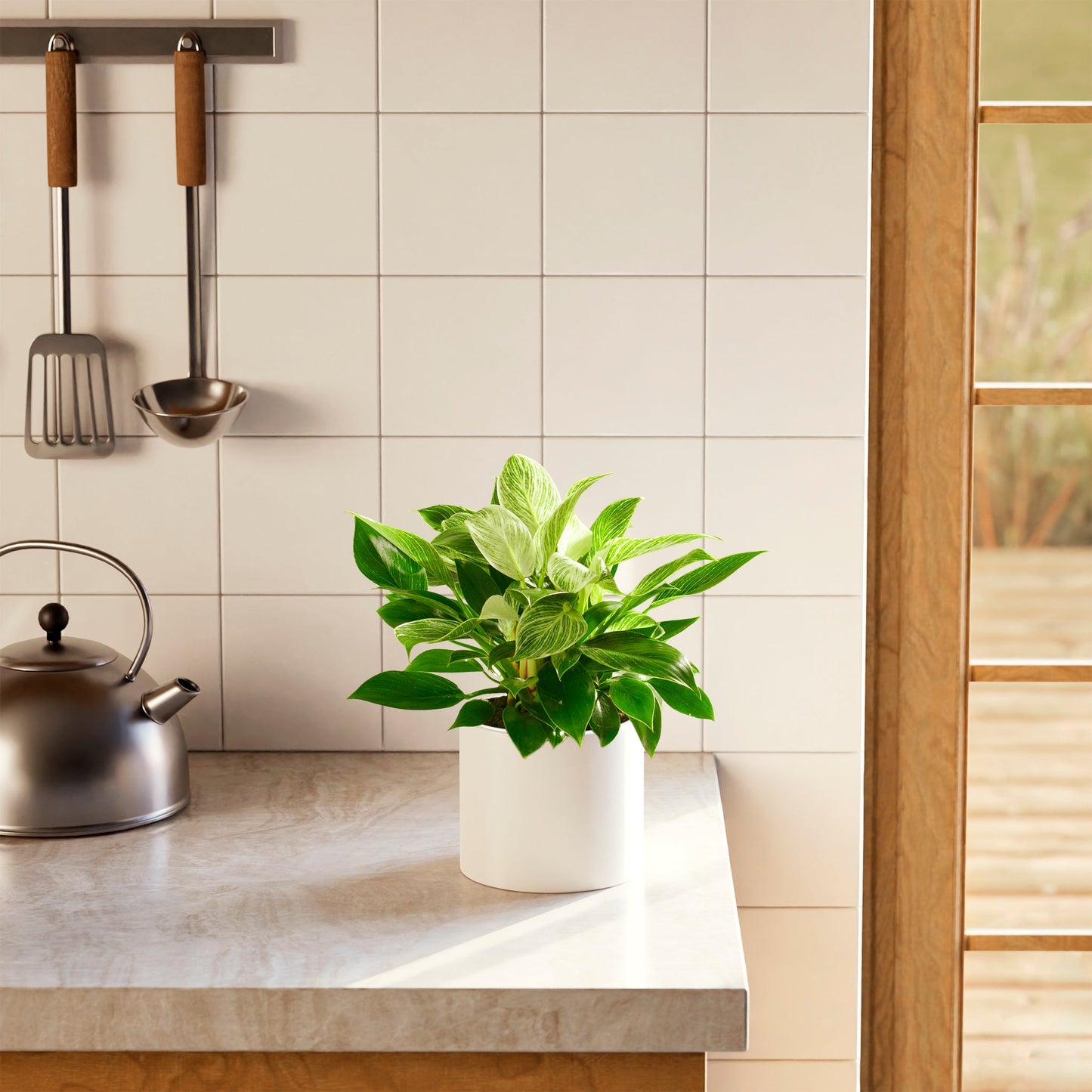 Philodendron Birkin