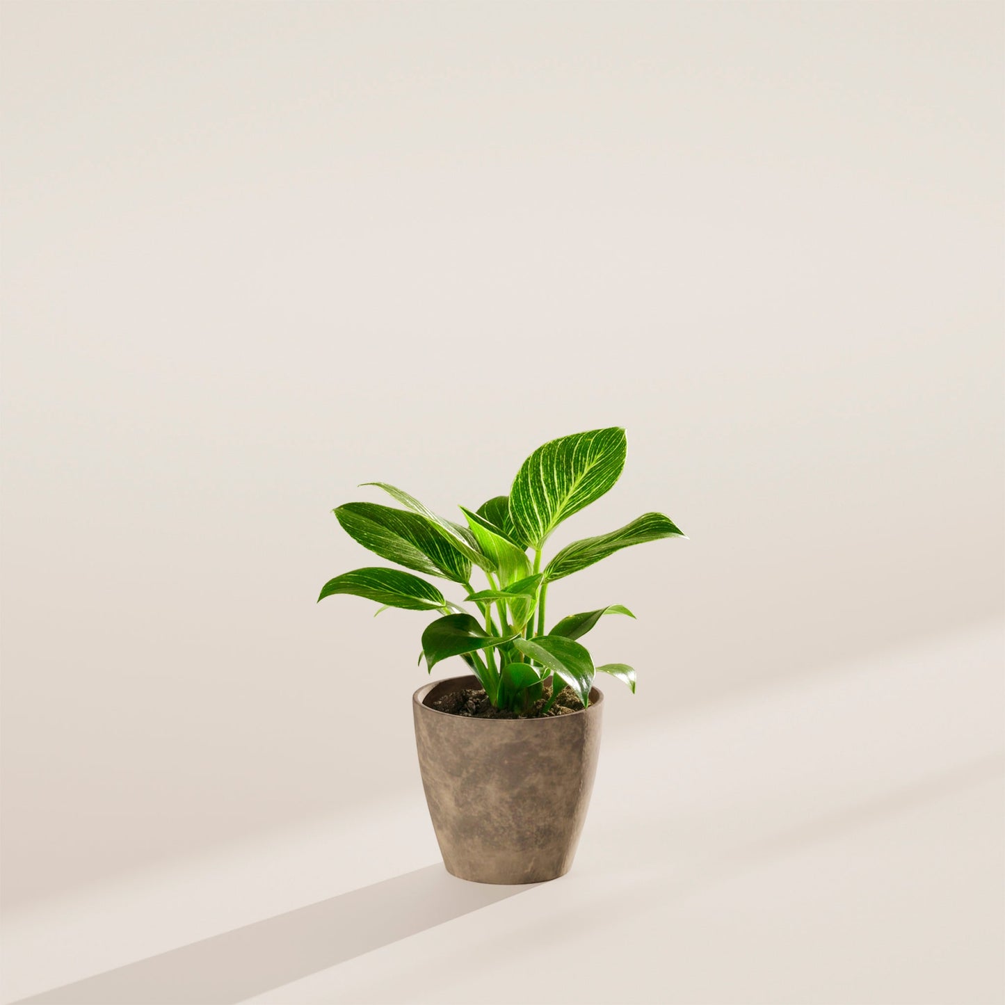 Philodendron Birkin