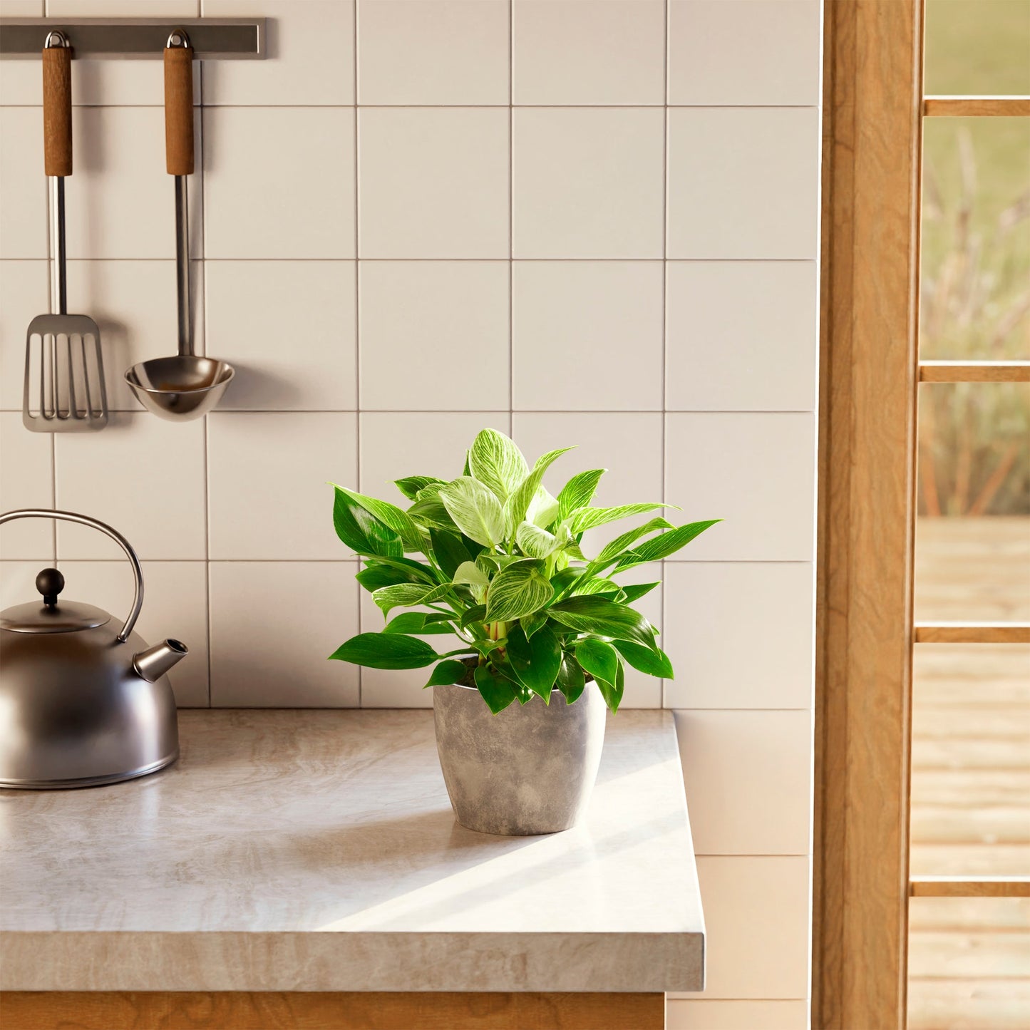 Philodendron Birkin