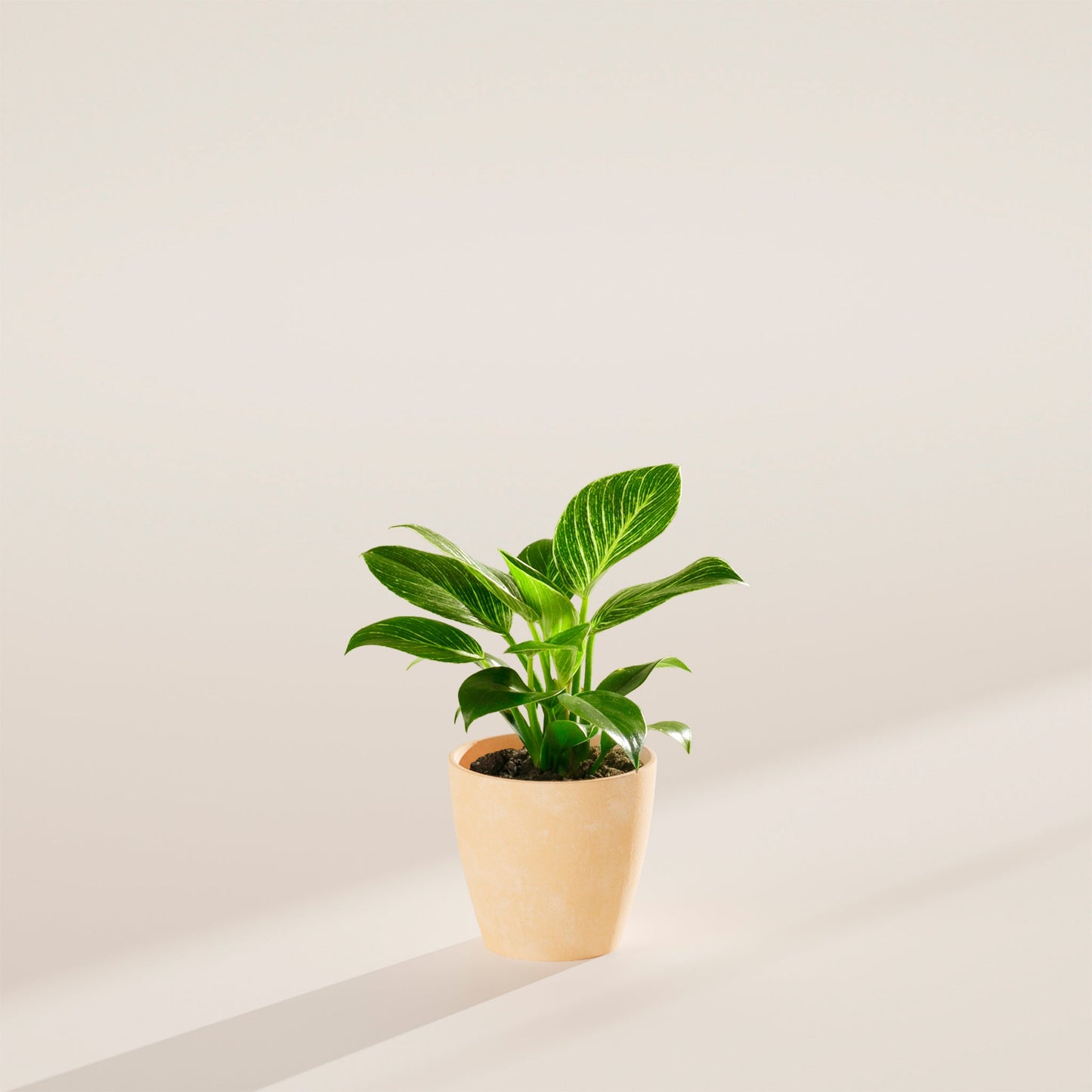 Philodendron Birkin