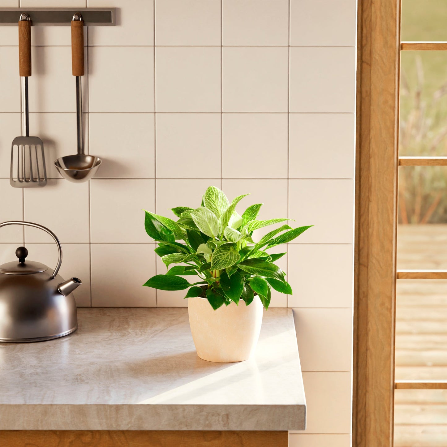 Philodendron Birkin