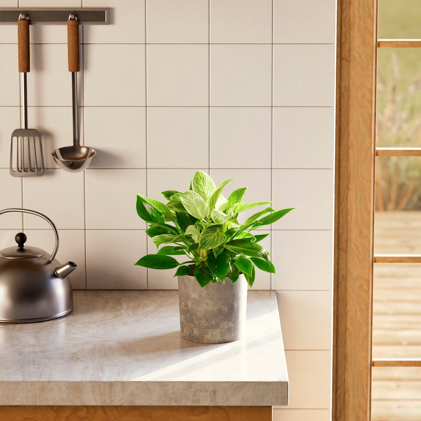 Philodendron Birkin