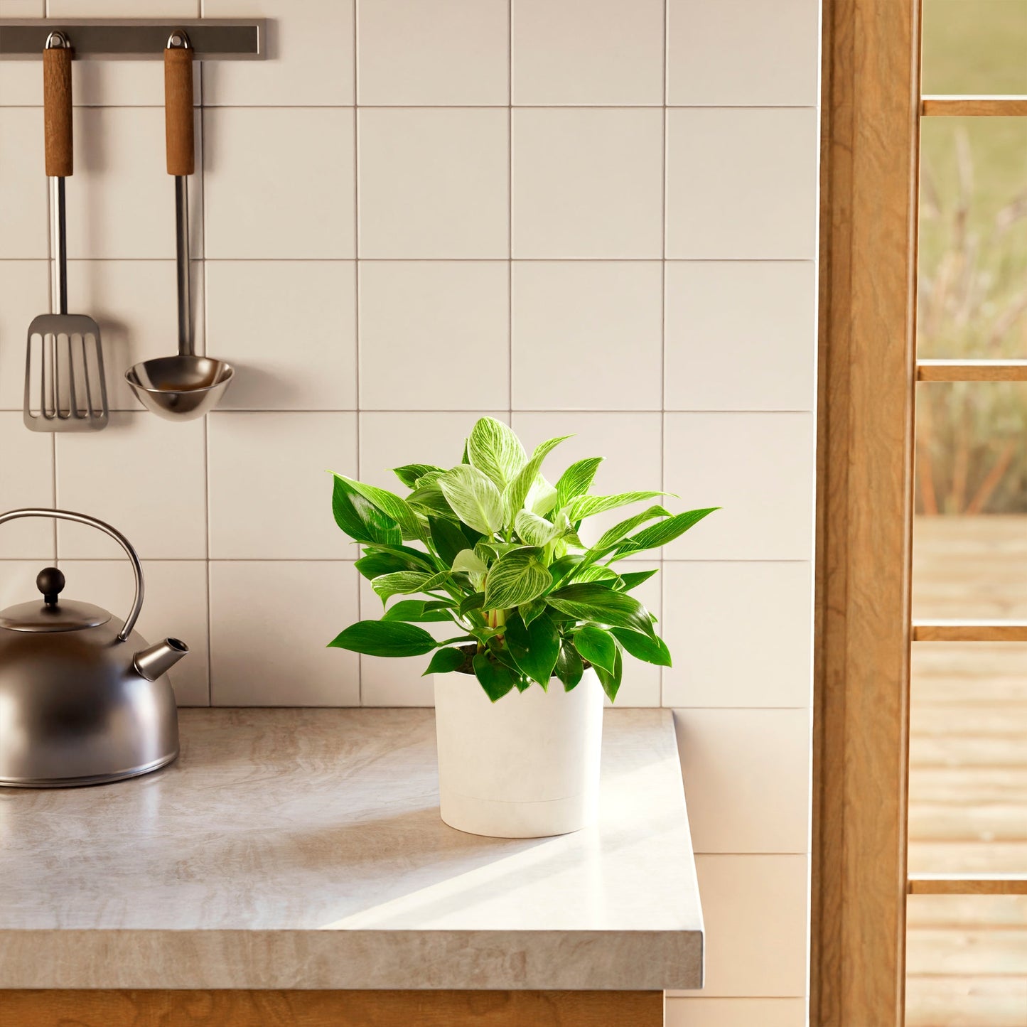 Philodendron Birkin