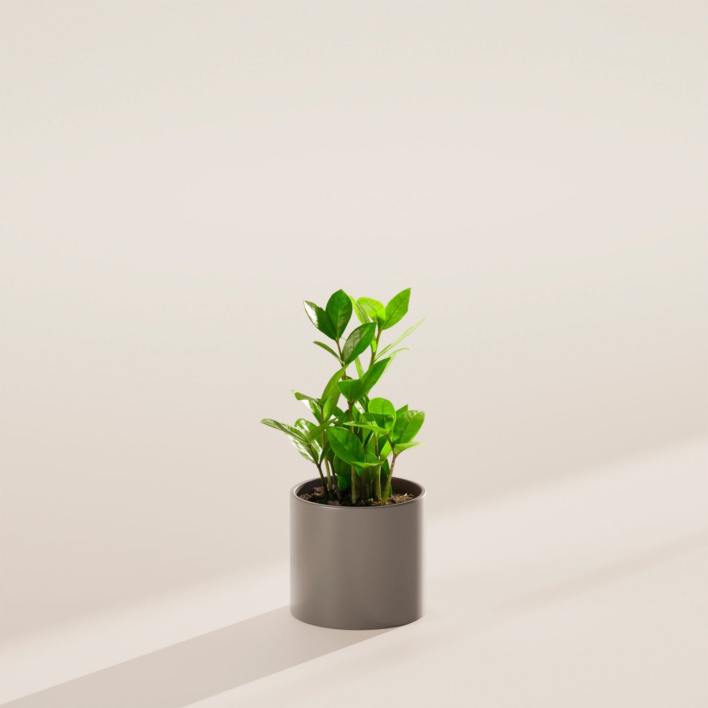 ZZ Plant