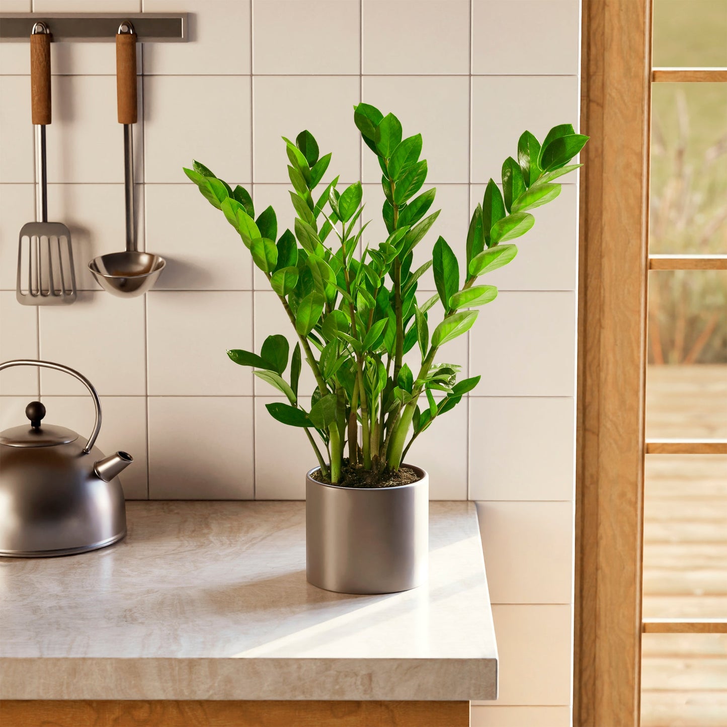 ZZ Plant