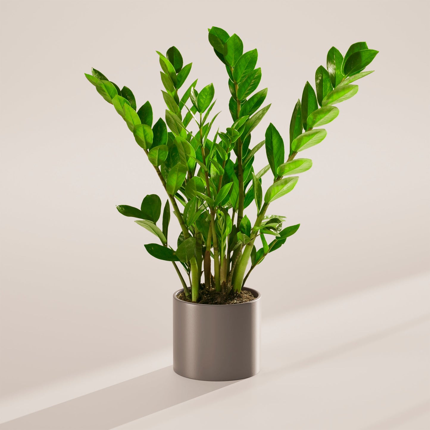 ZZ Plant