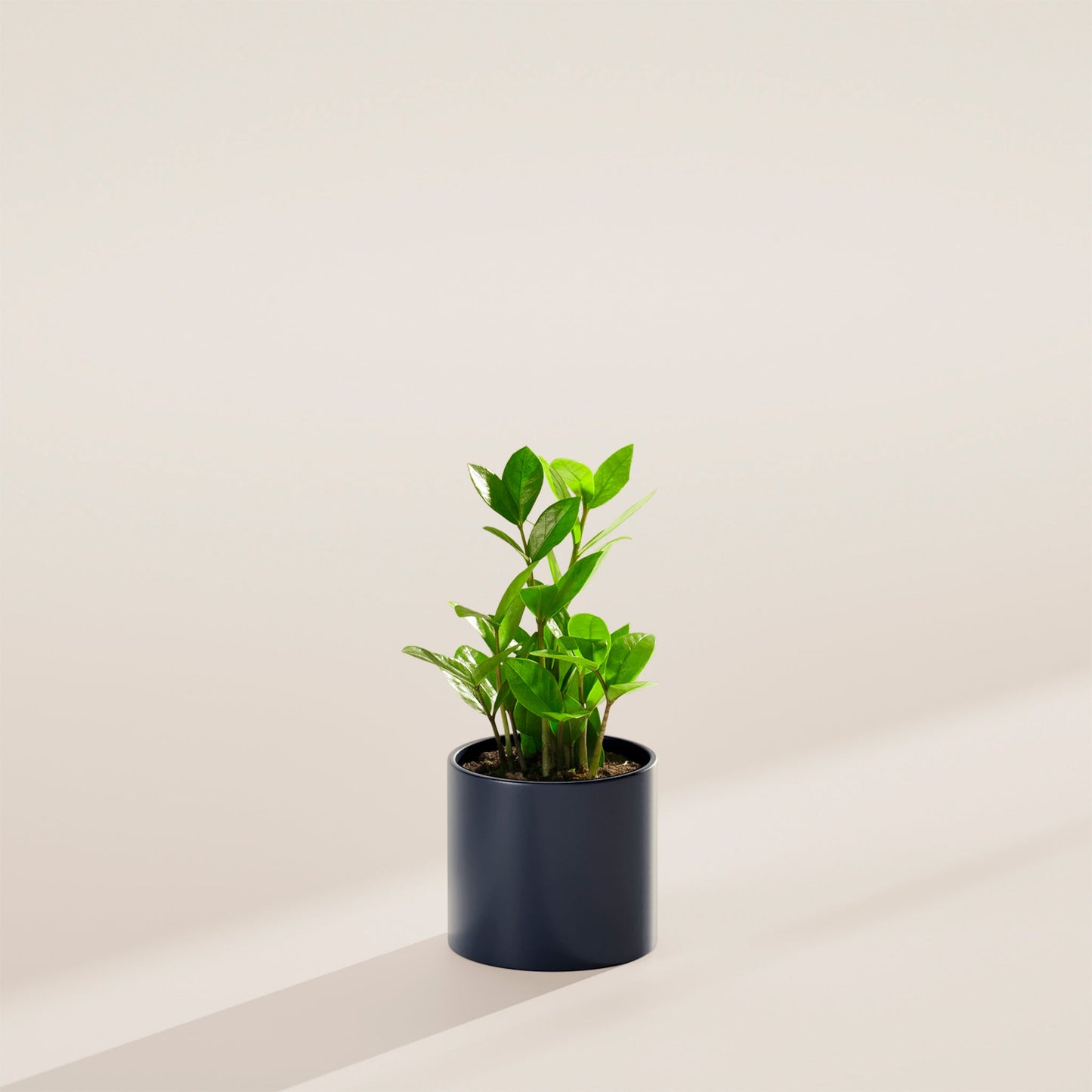 ZZ Plant