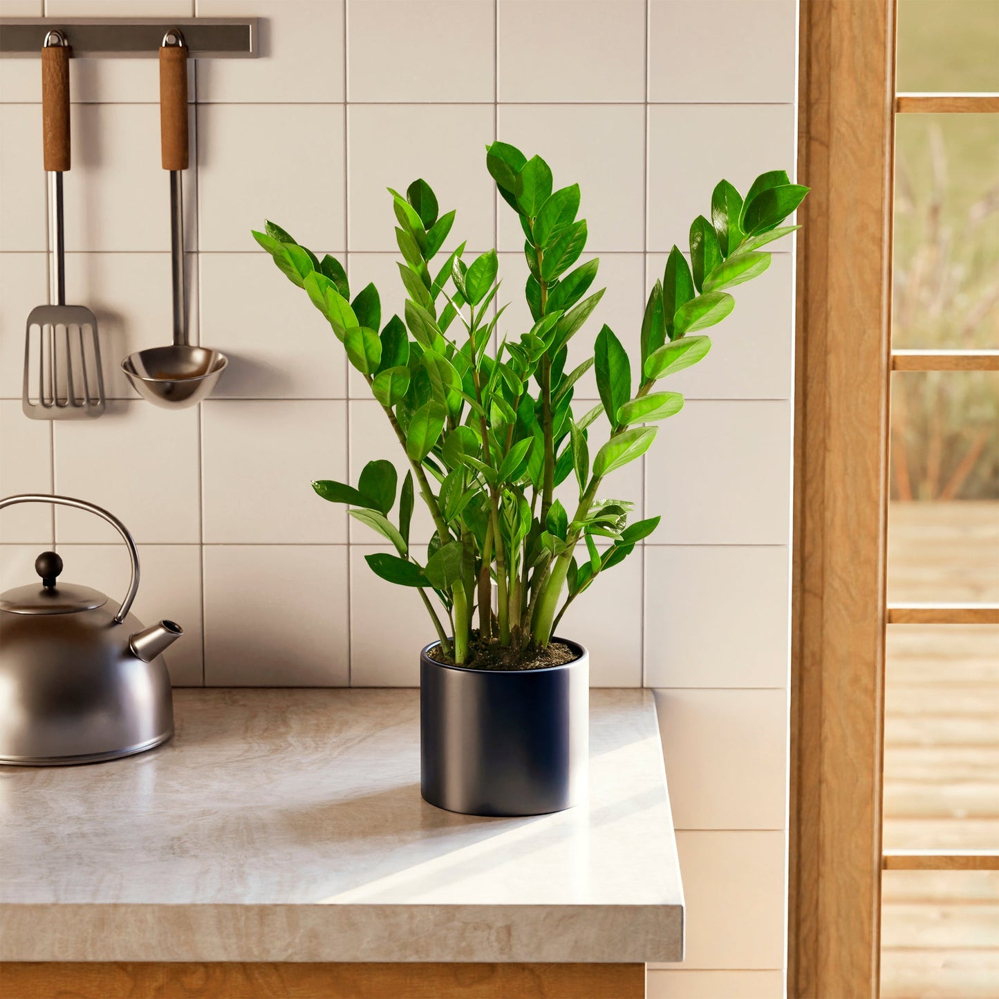 ZZ Plant
