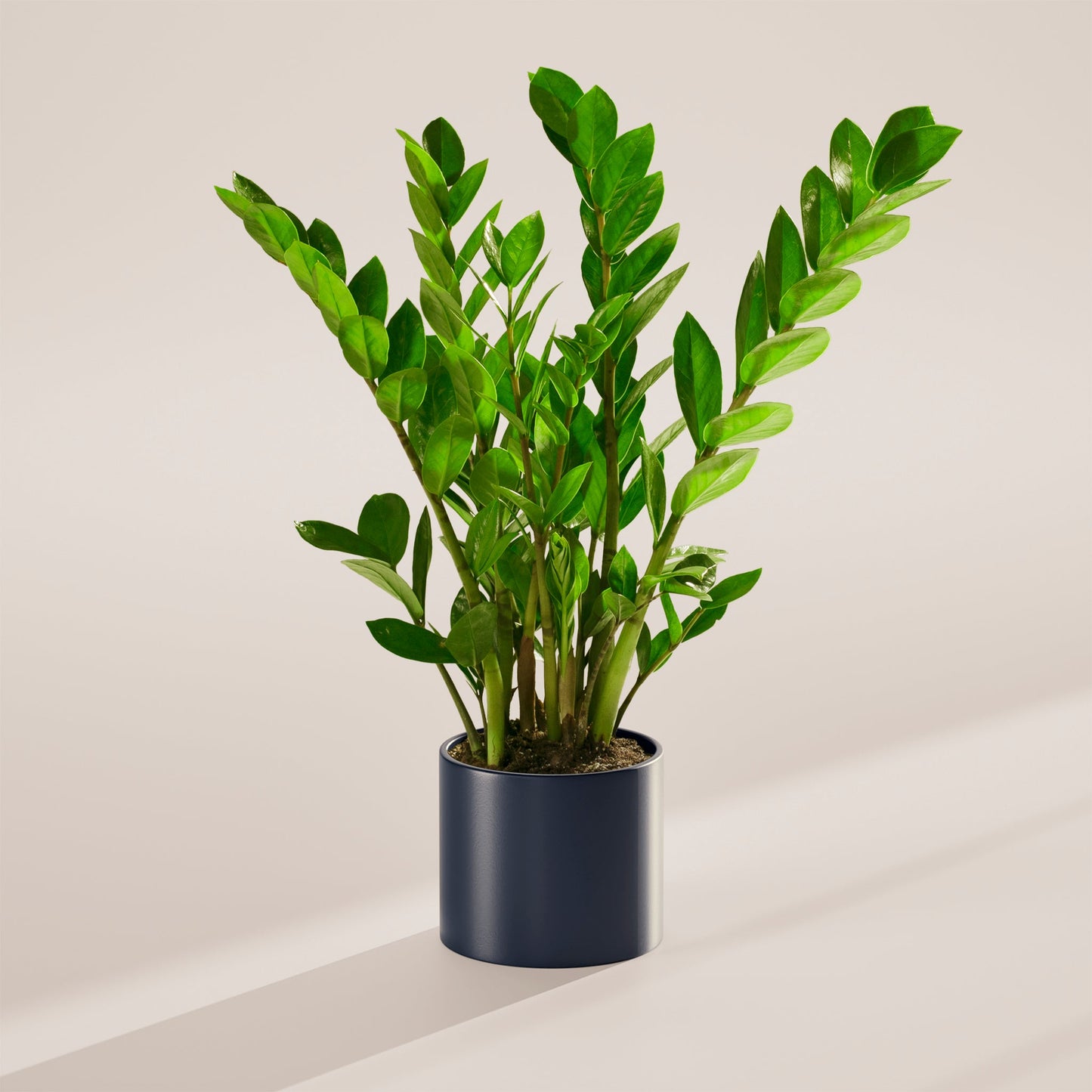 ZZ Plant