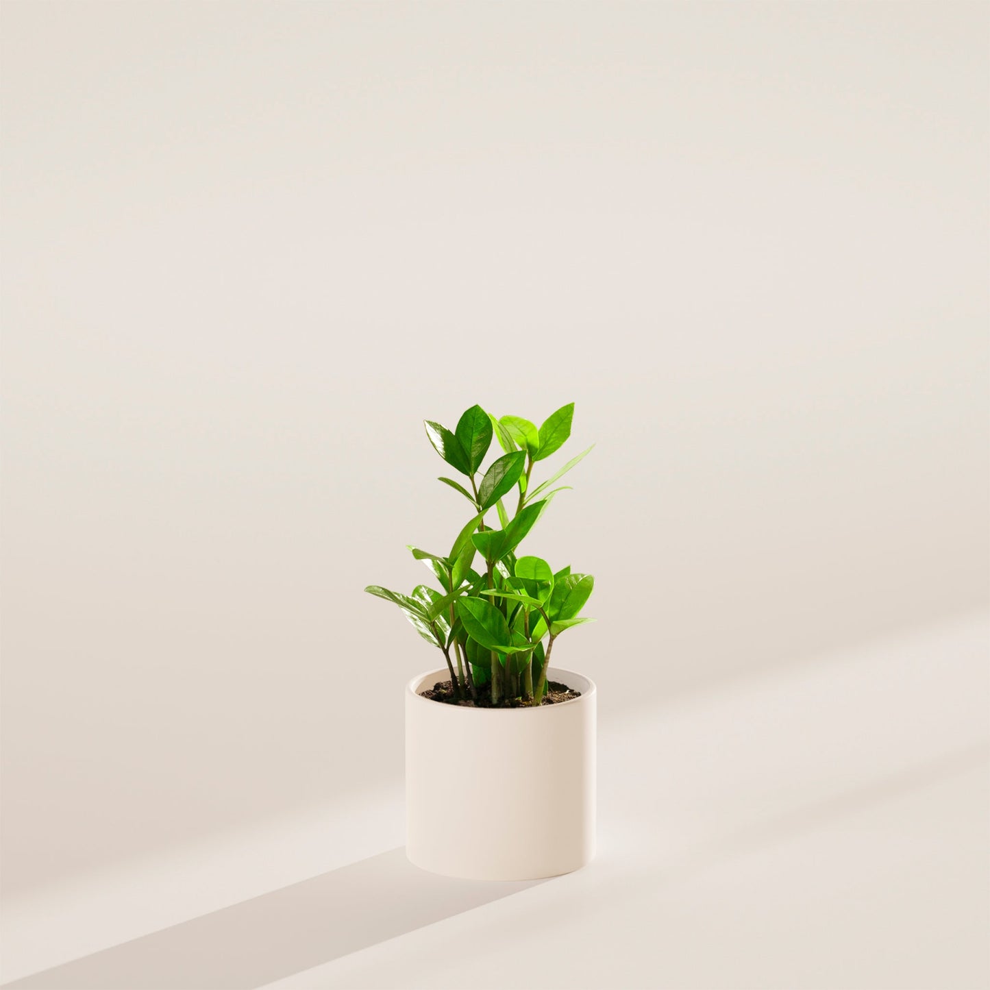 ZZ Plant