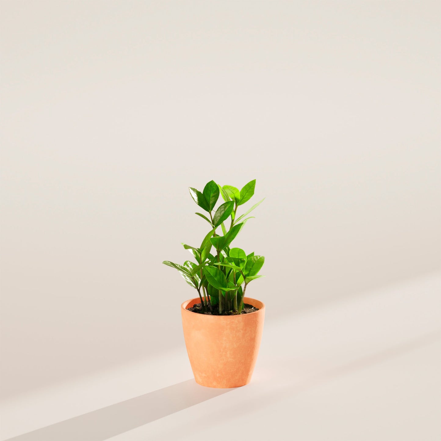 ZZ Plant