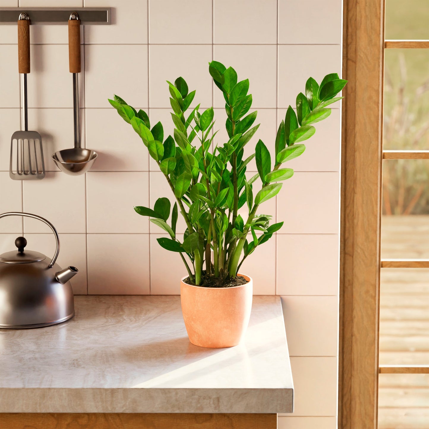 ZZ Plant
