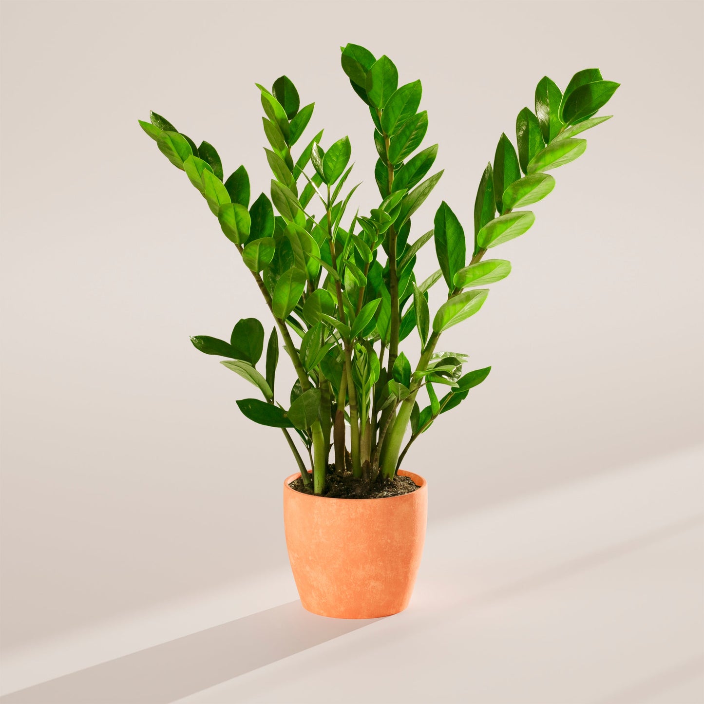 ZZ Plant