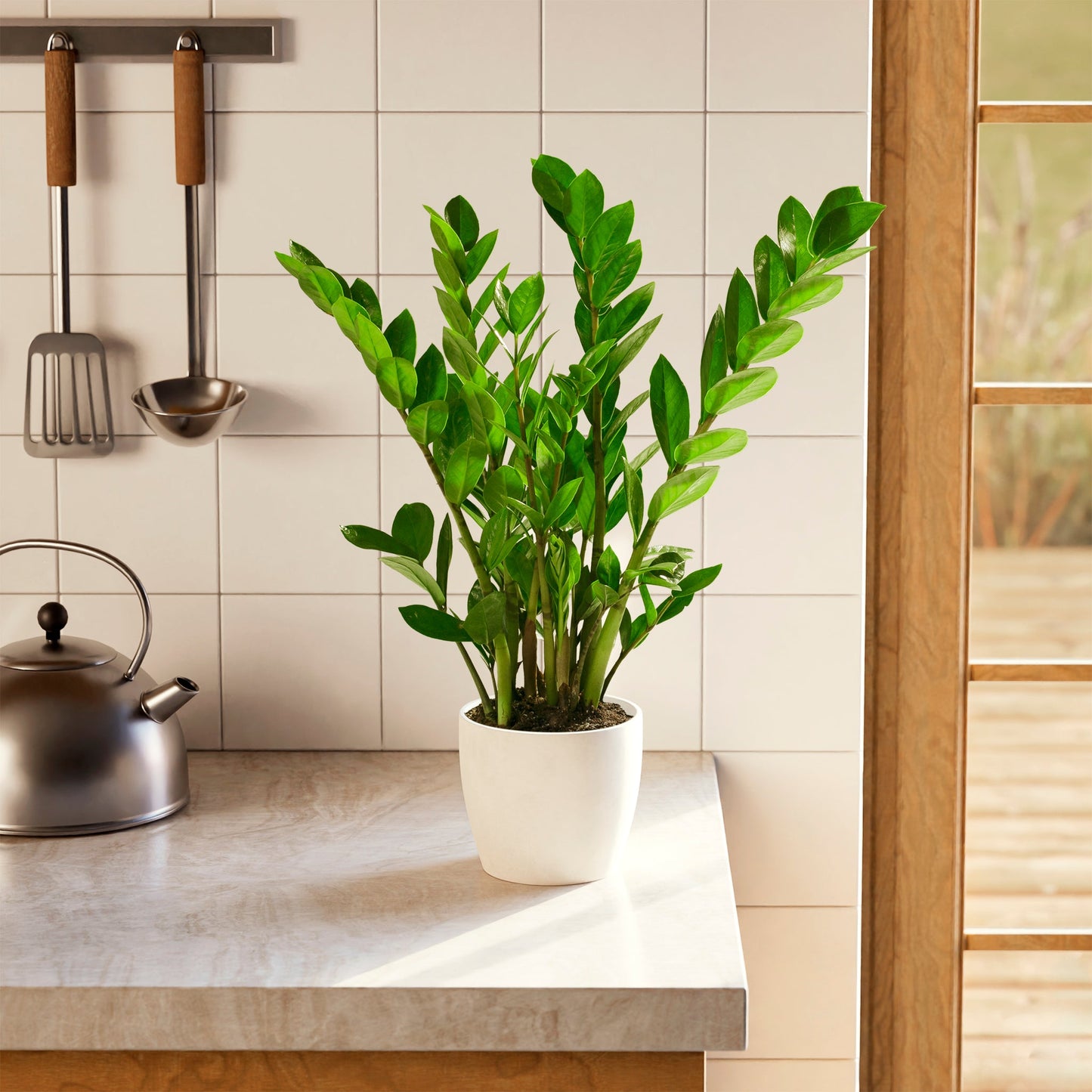 ZZ Plant