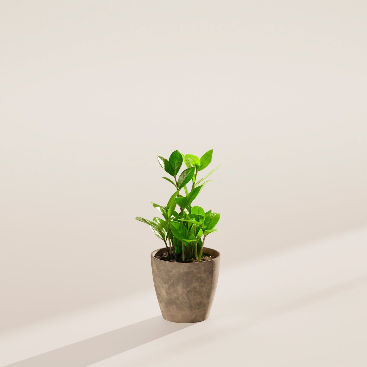 ZZ Plant