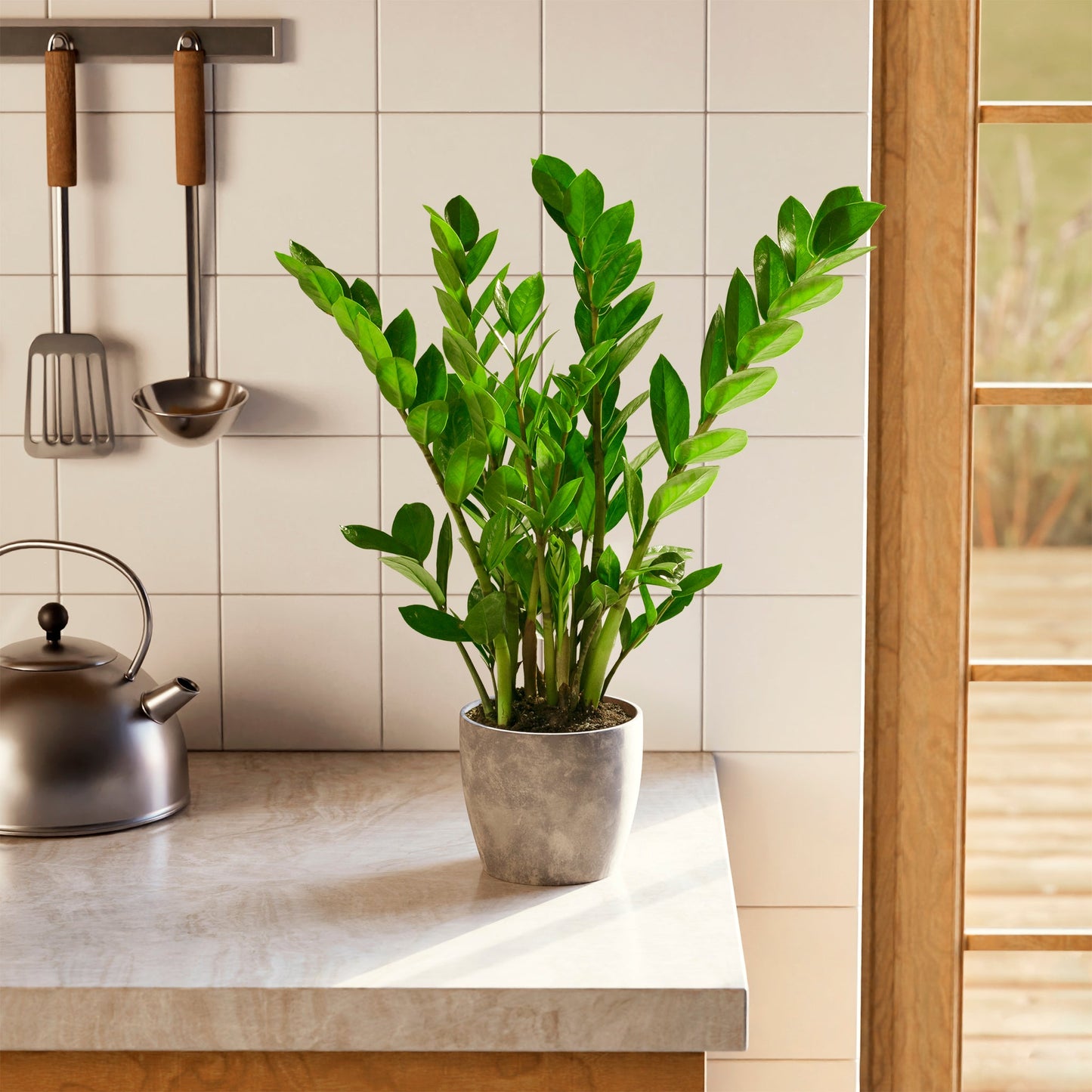 ZZ Plant