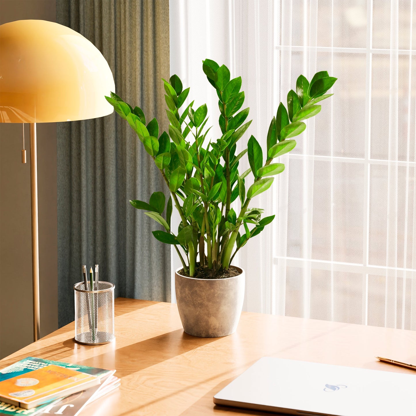 ZZ Plant