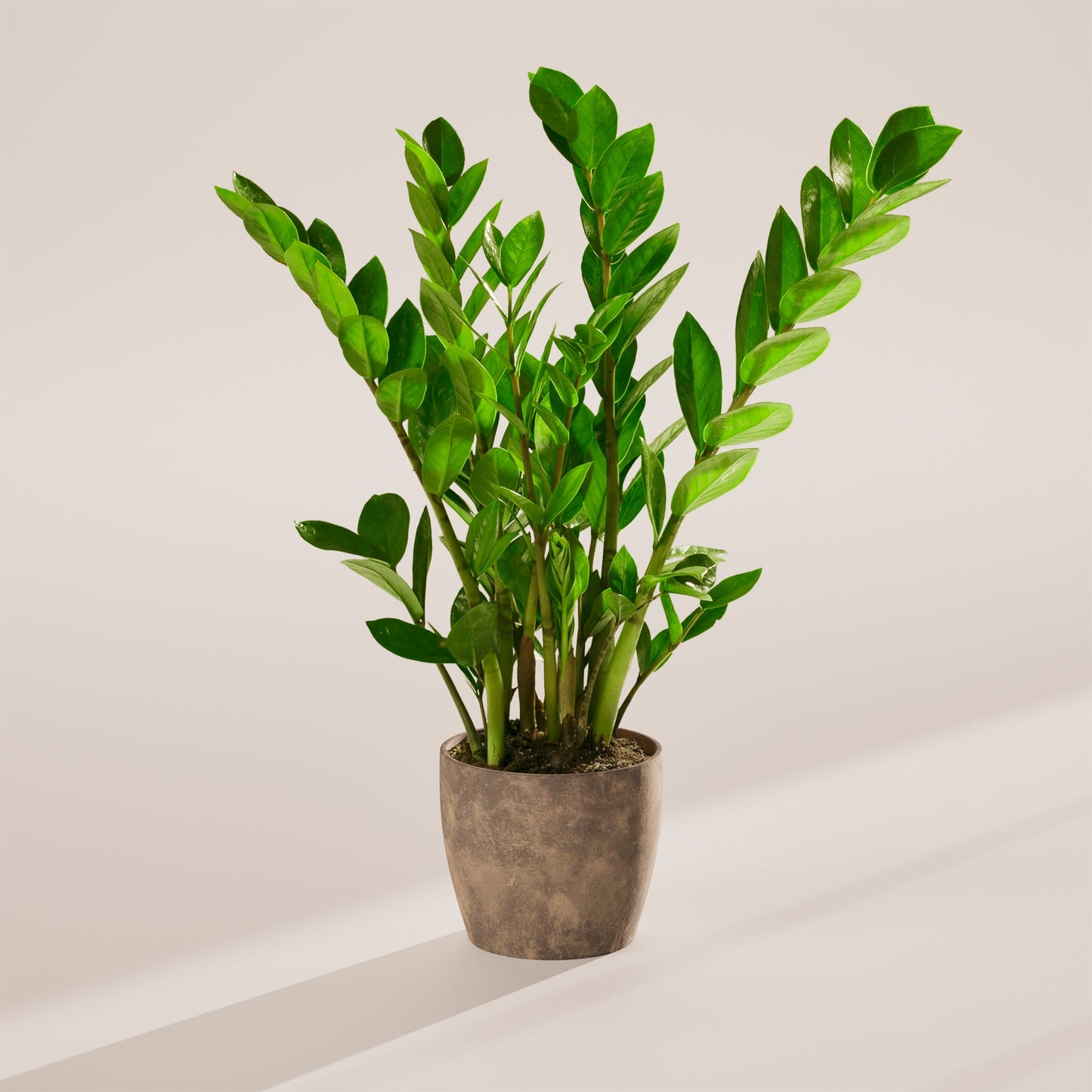 ZZ Plant
