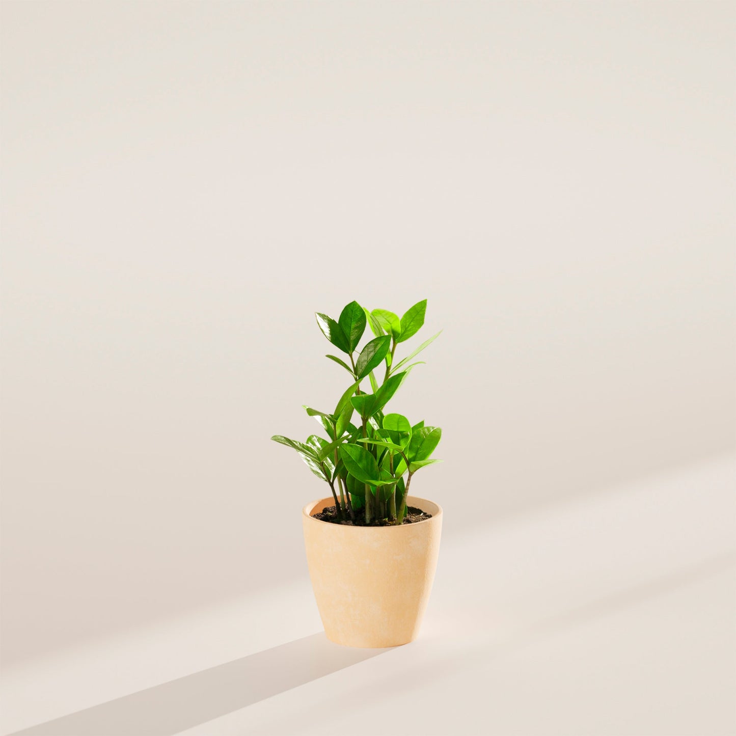 ZZ Plant