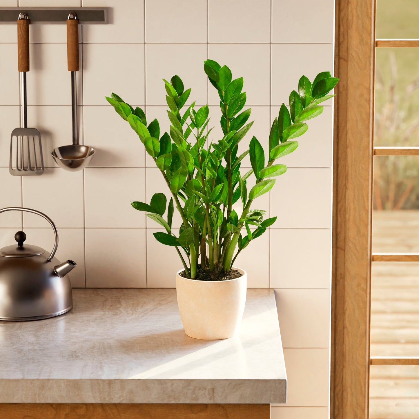 ZZ Plant