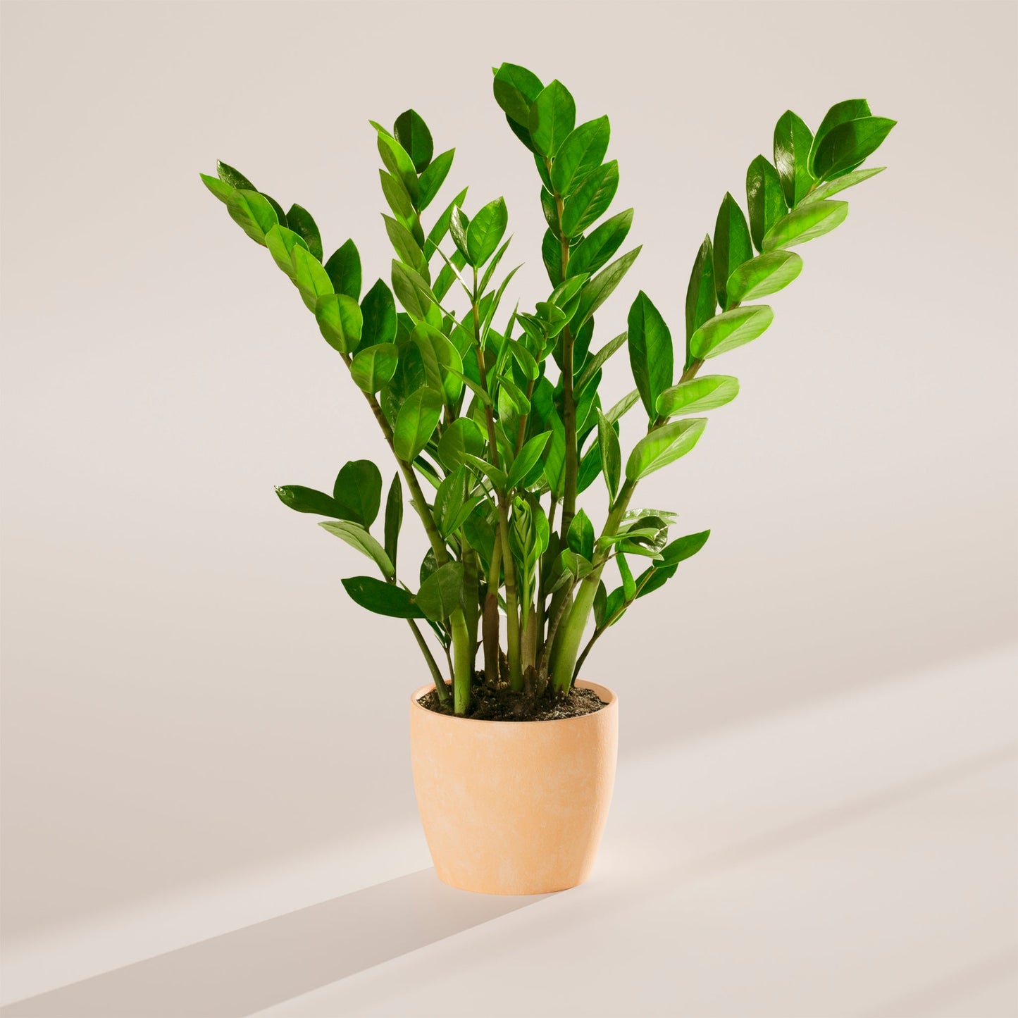 ZZ Plant