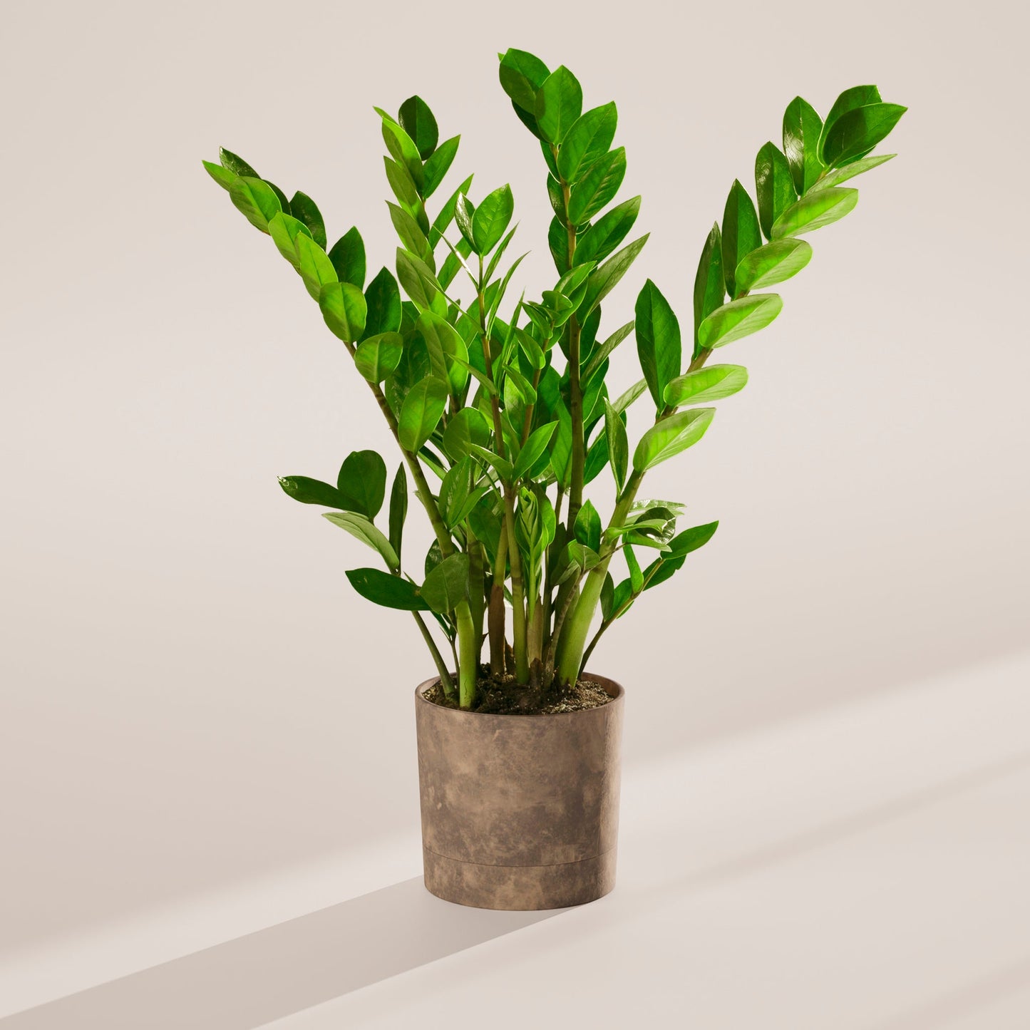 ZZ Plant