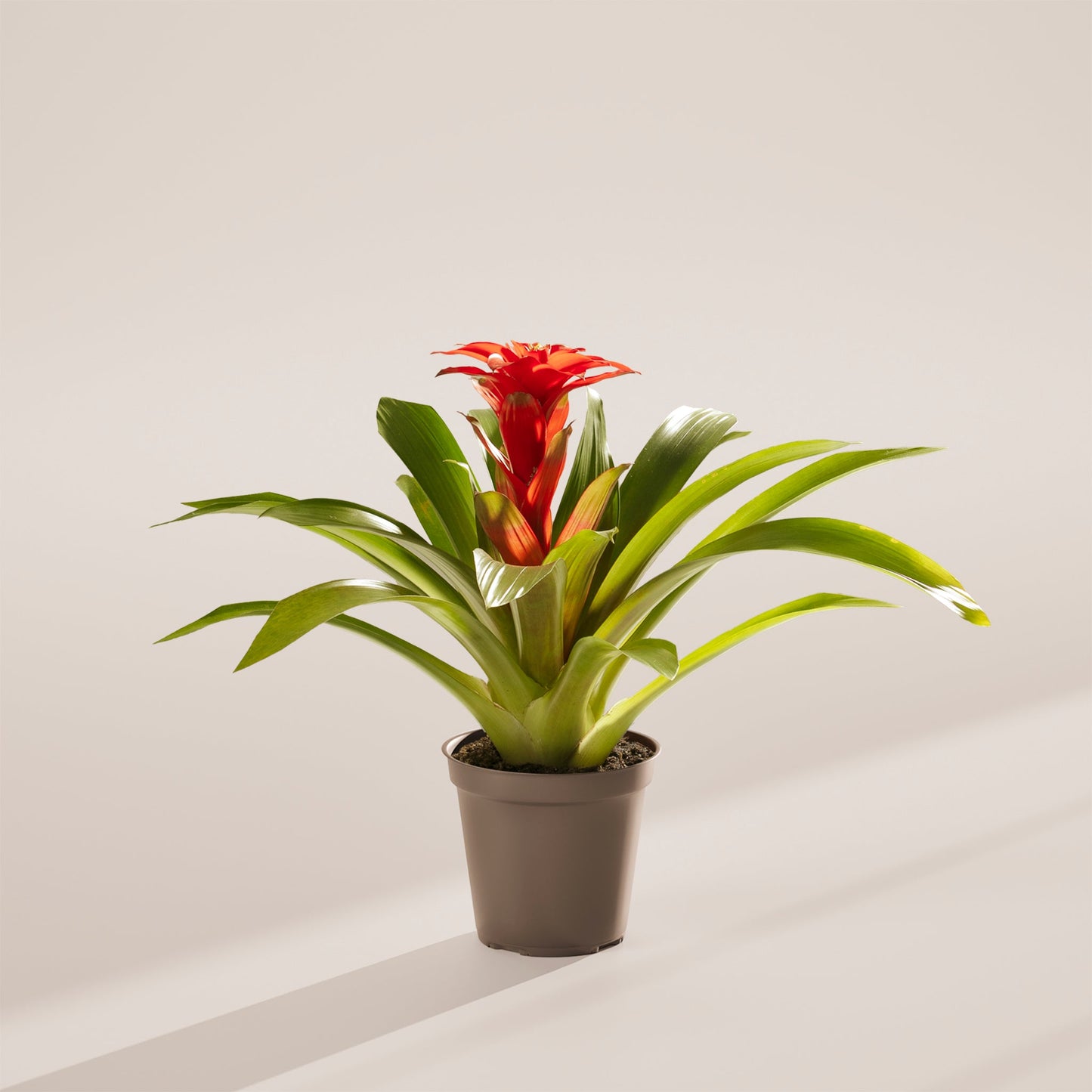 Bromeliad Guzmania