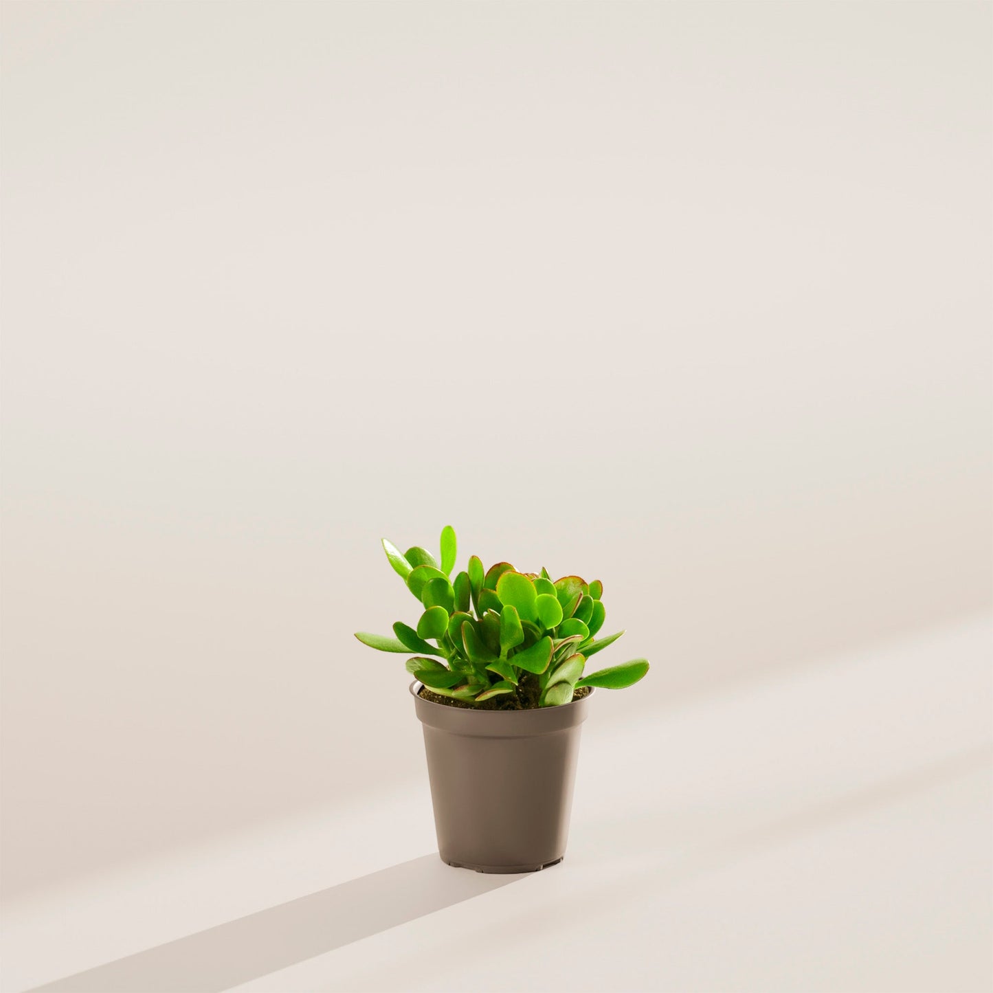 Jade Plant