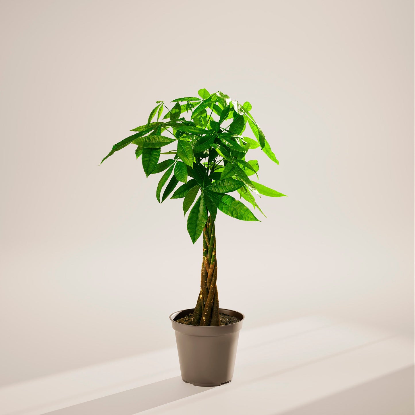 Money Tree Plant