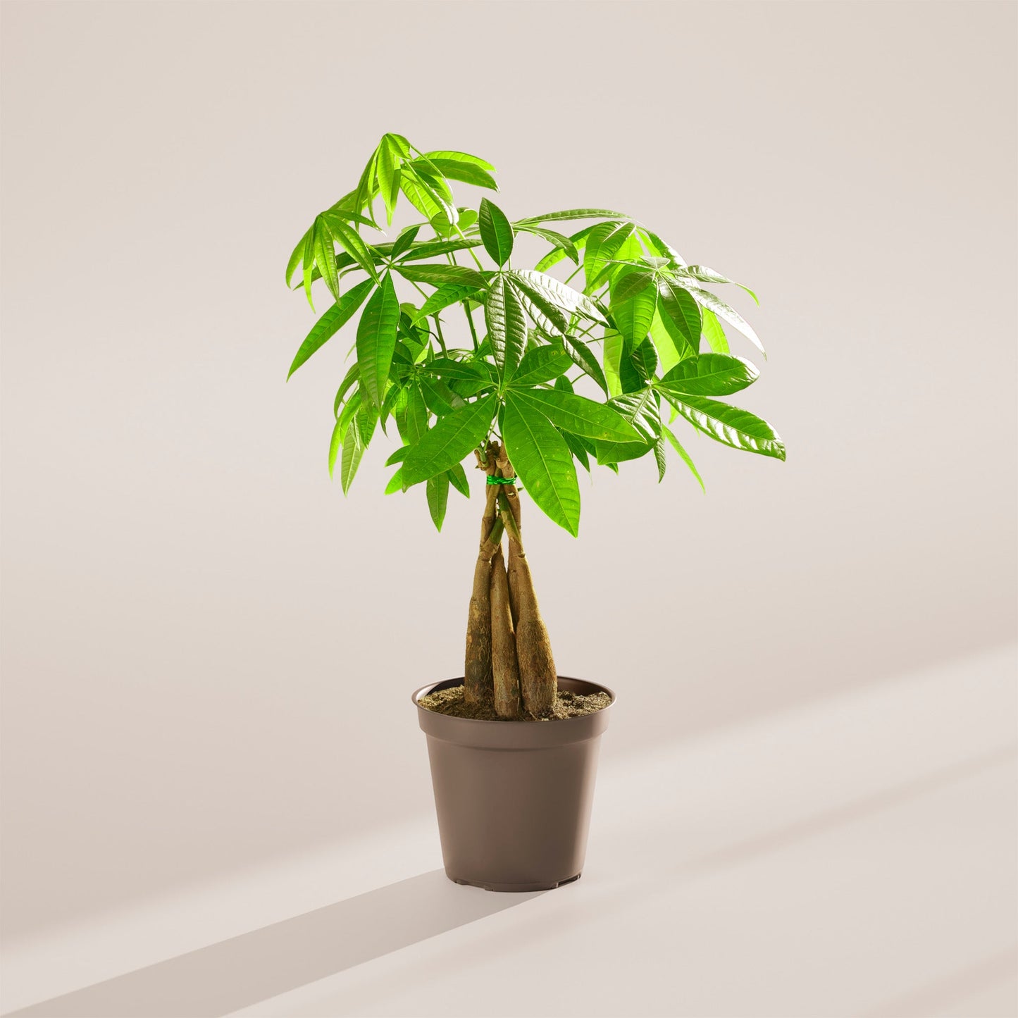 Money Tree Plant