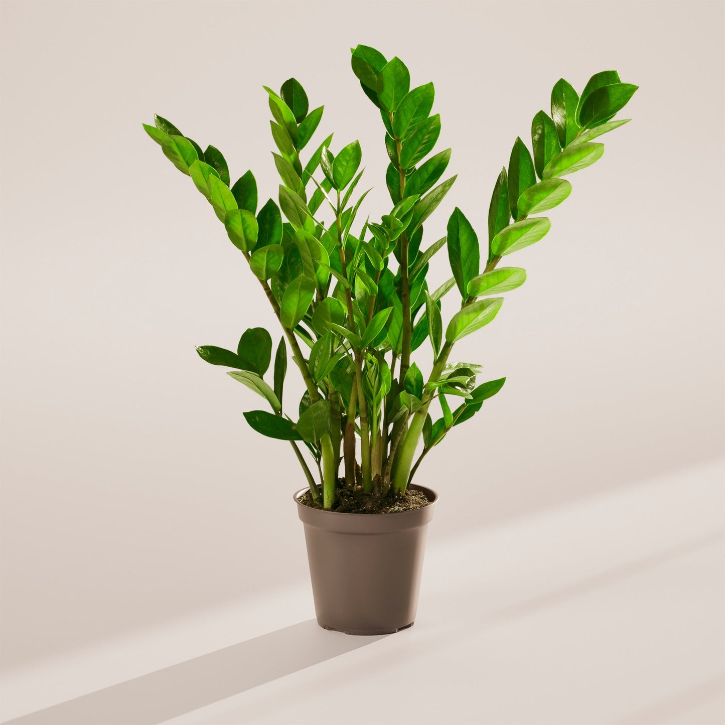 ZZ Plant