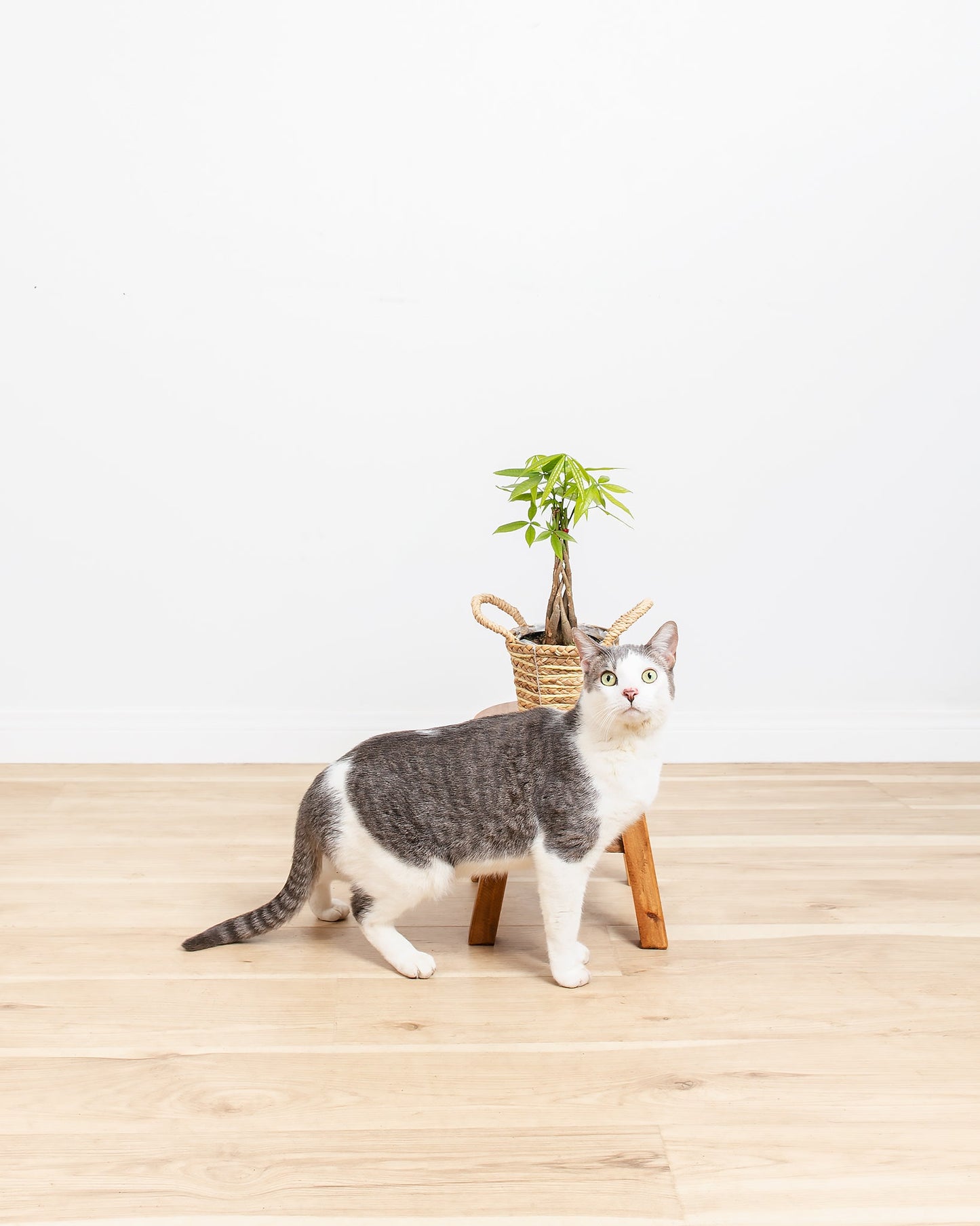 Money Tree Plant