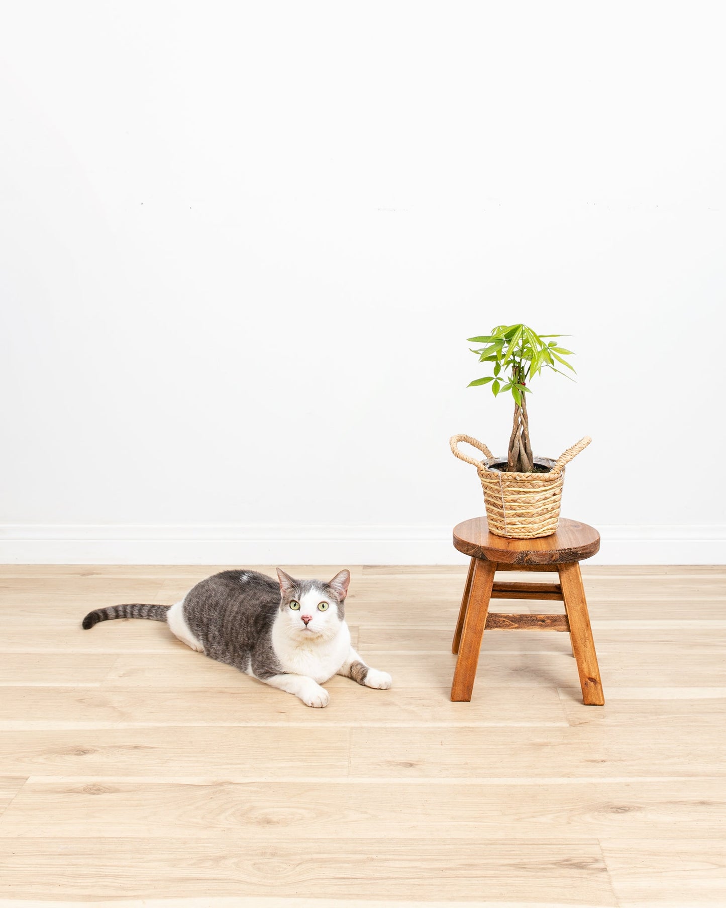 Money Tree Plant