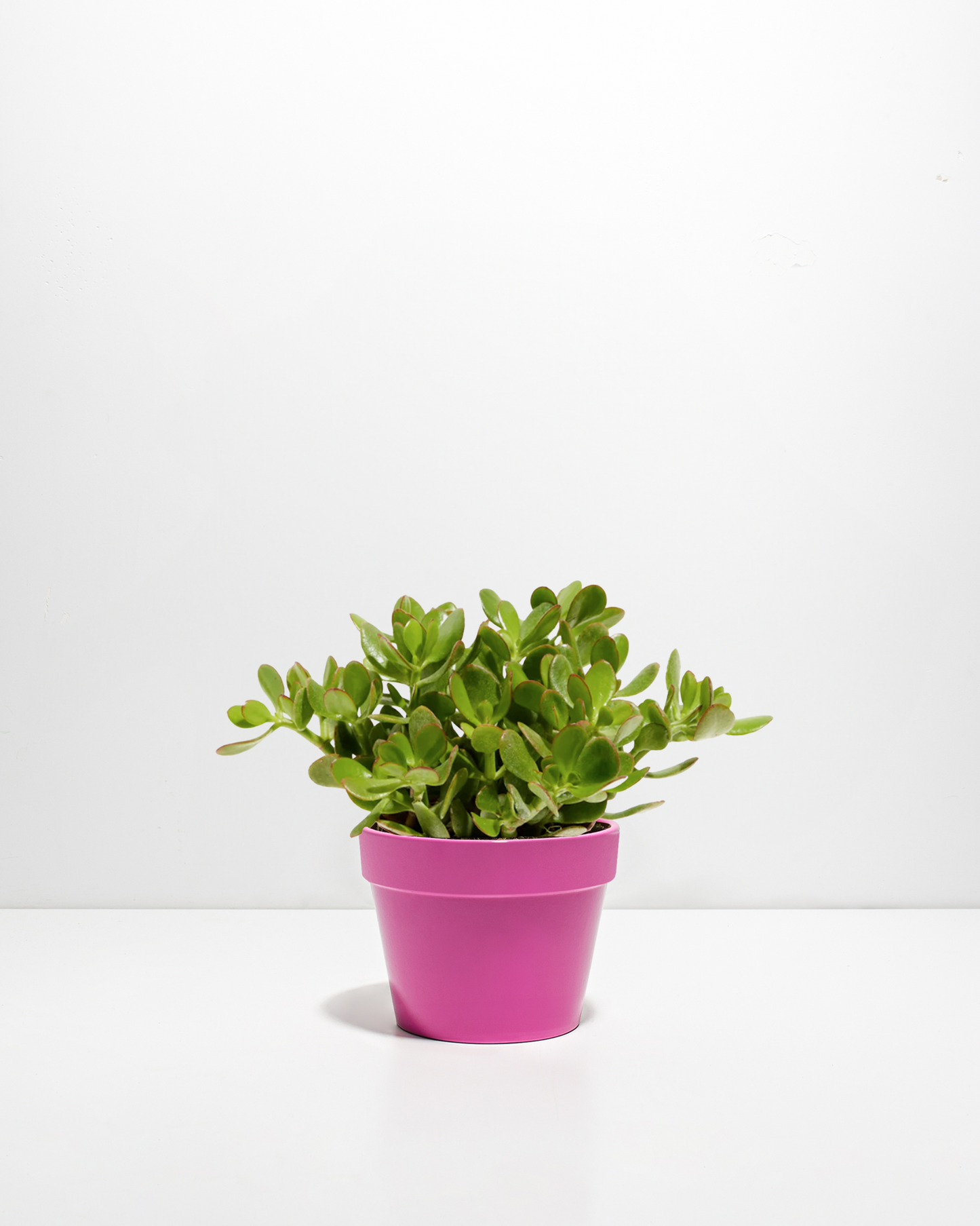Jade Plant