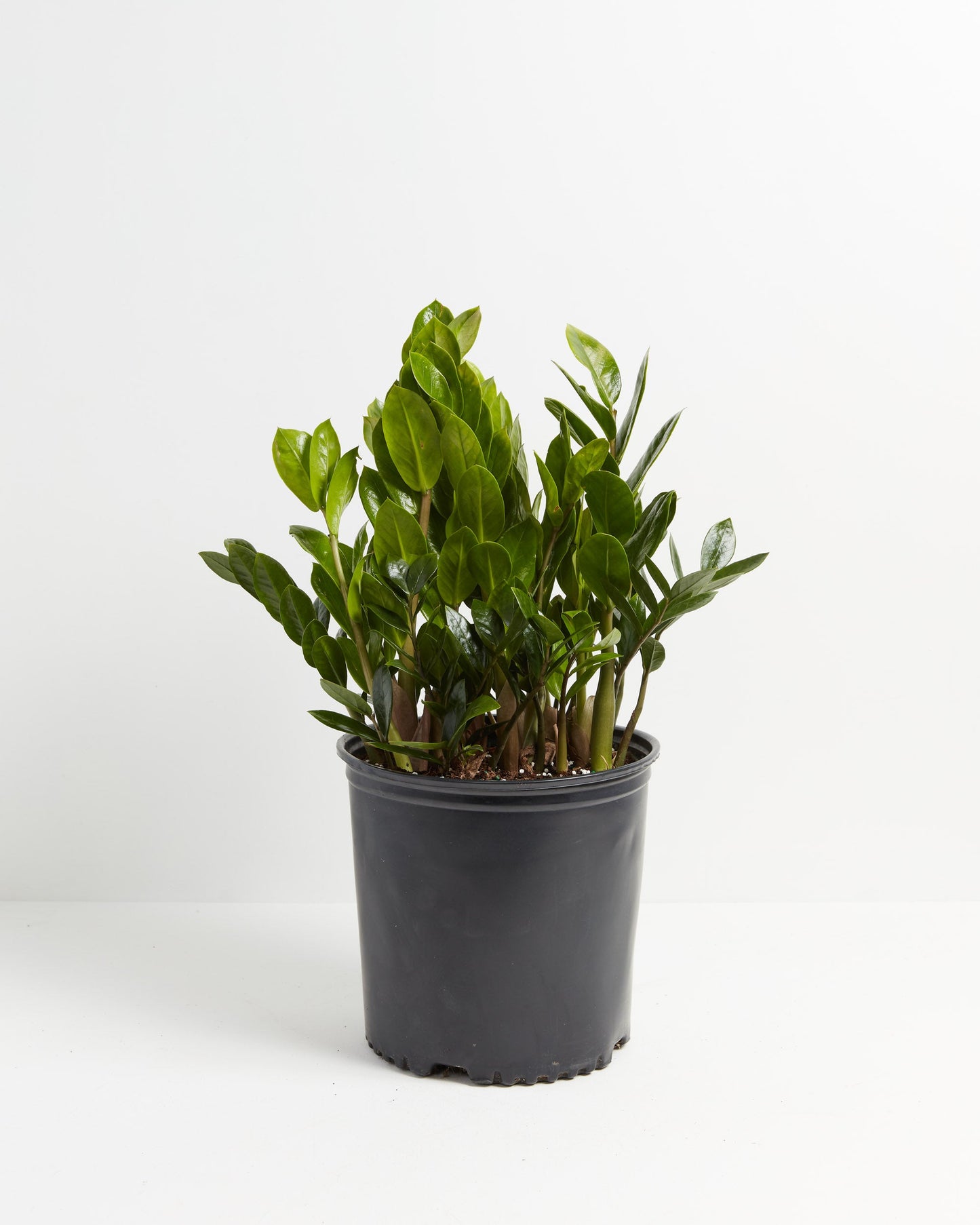 ZZ Plant