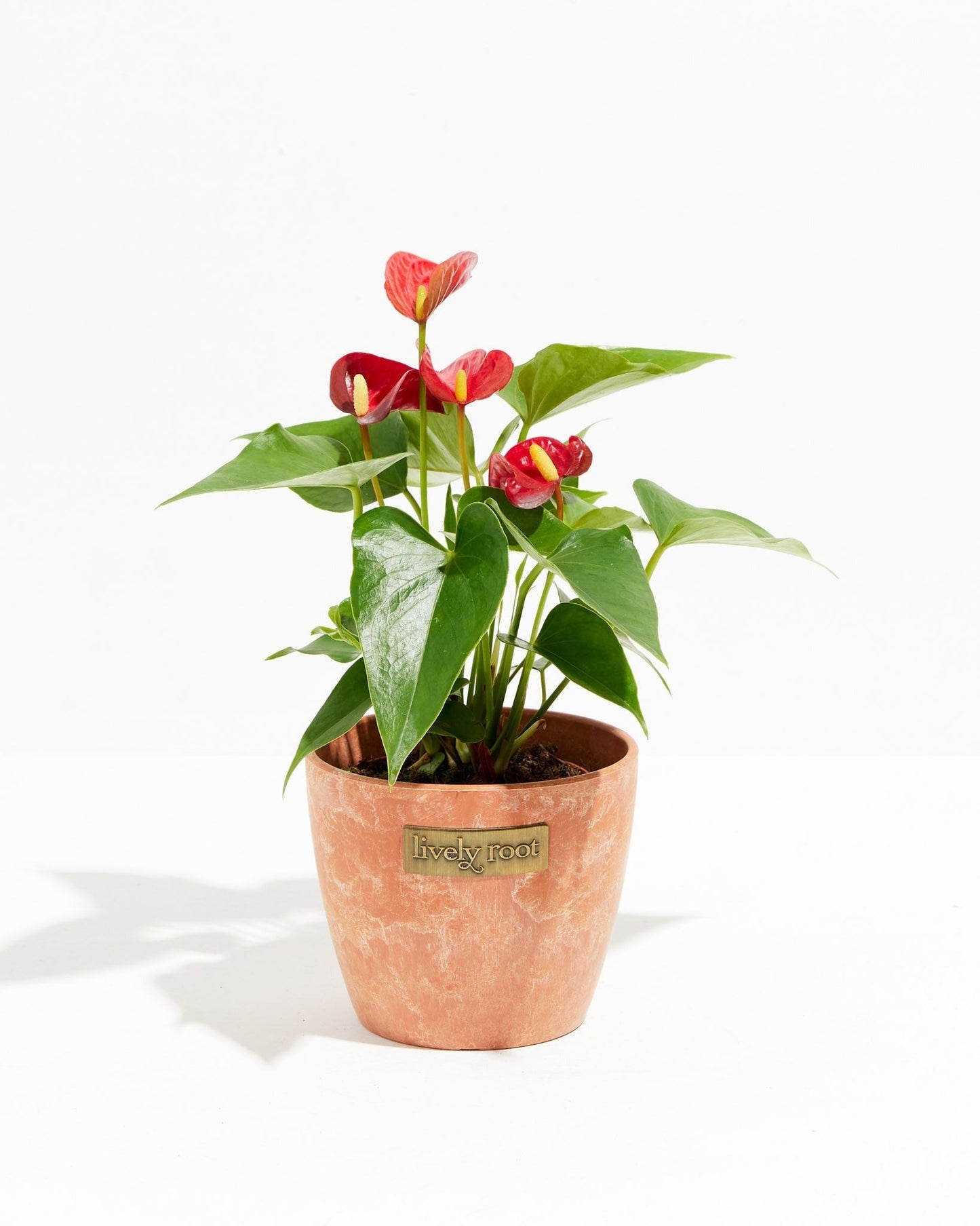 Flamingo Flower