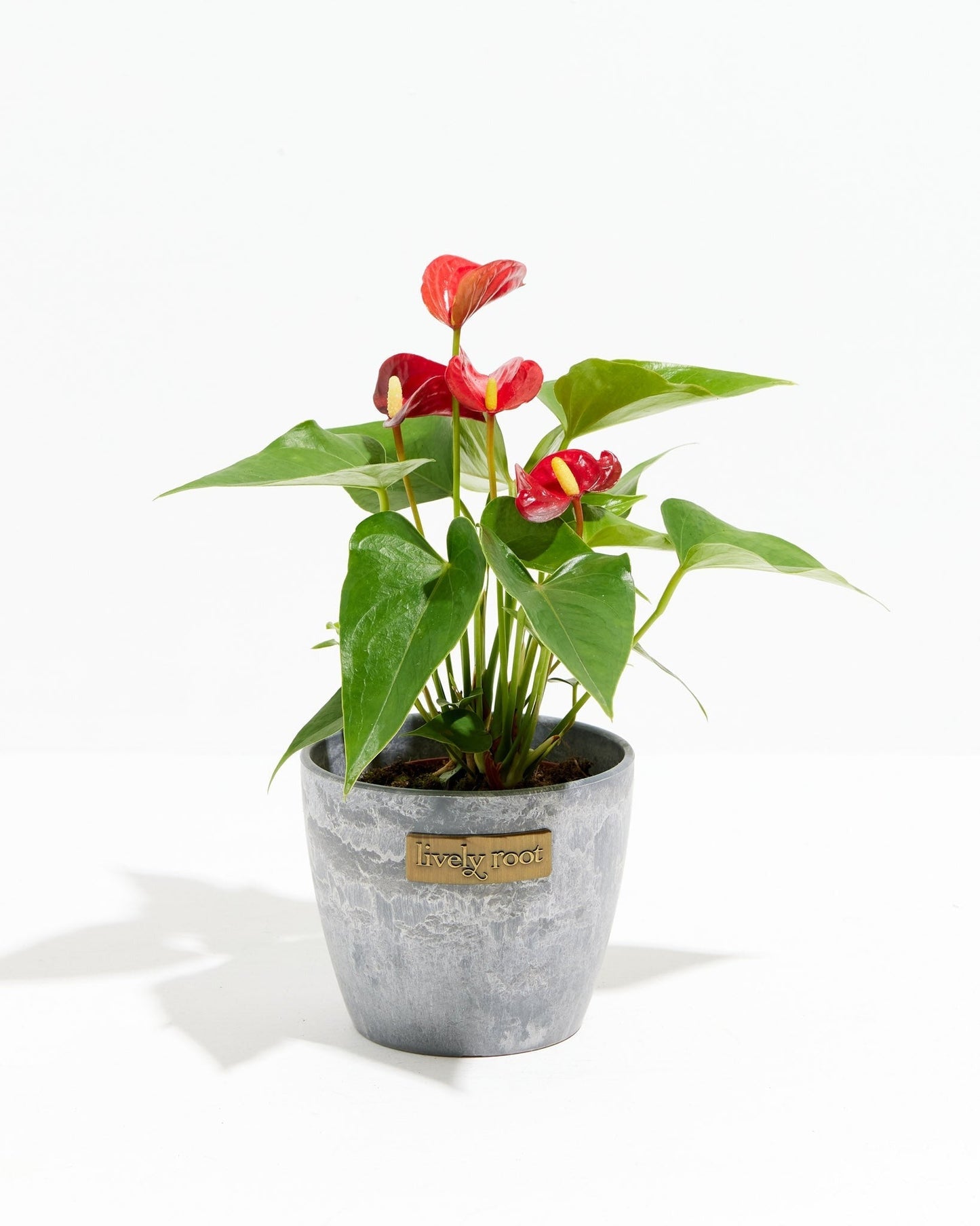Flamingo Flower