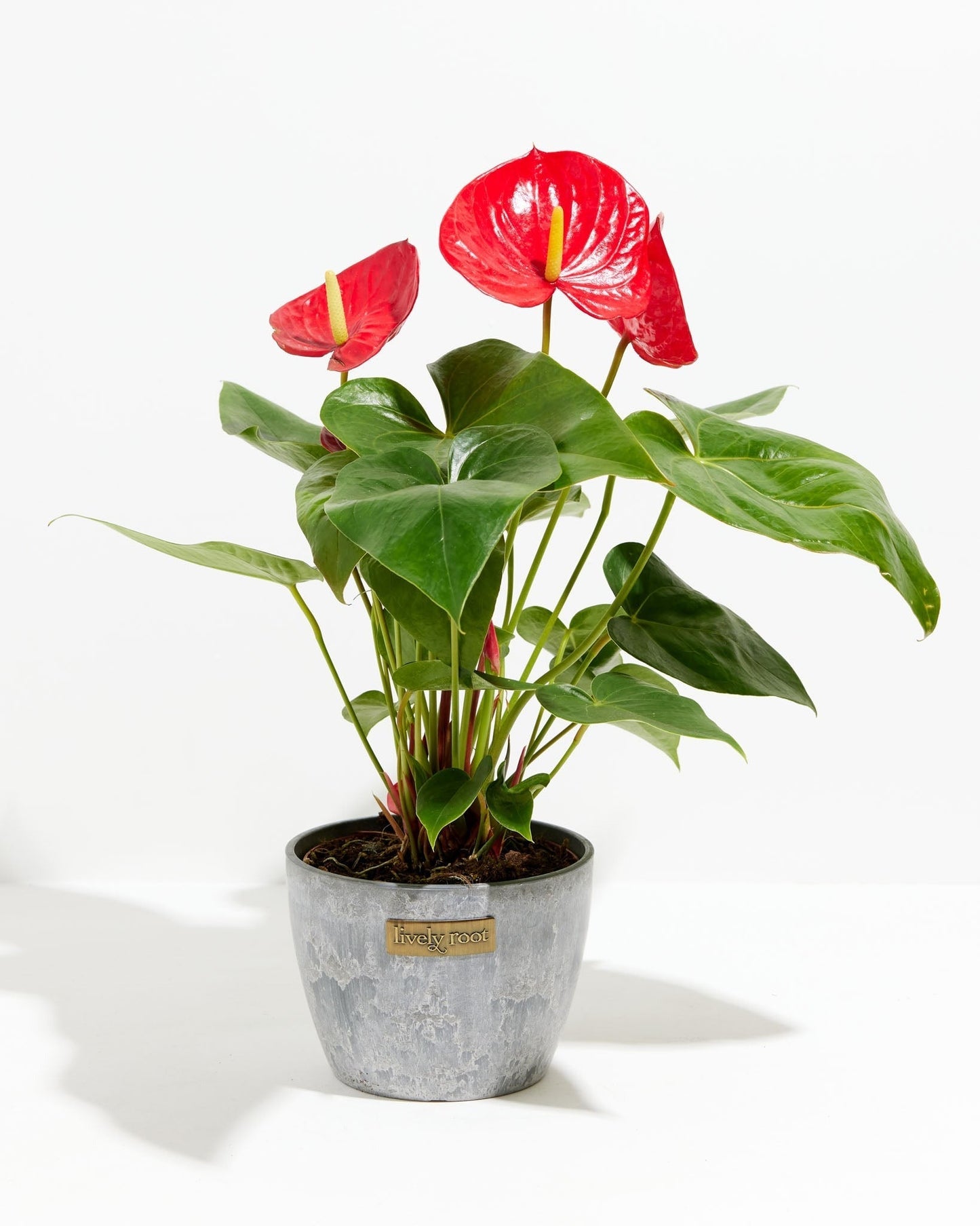 Flamingo Flower