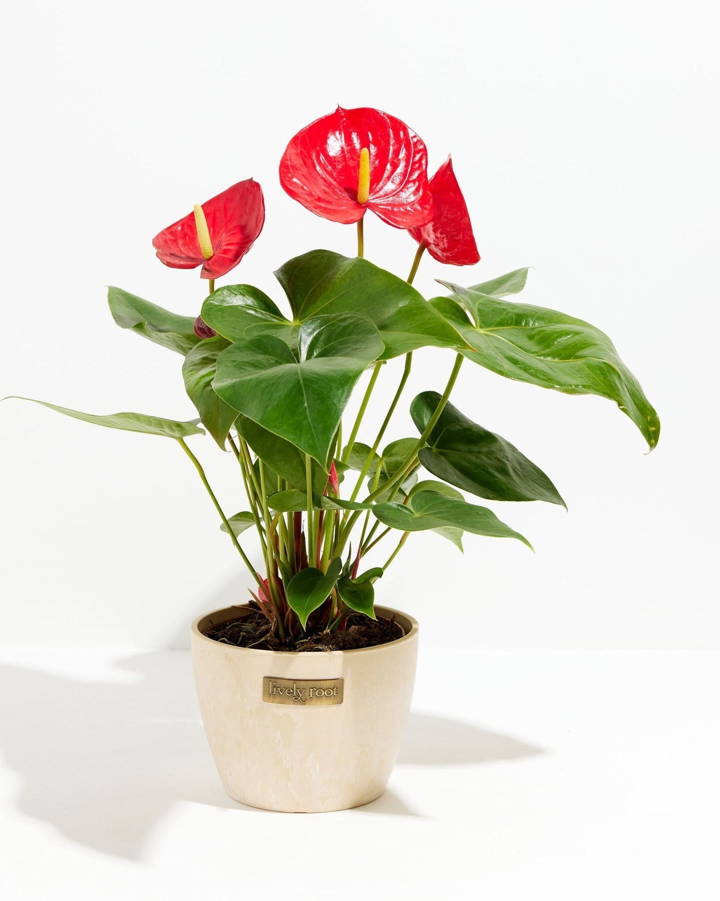 Flamingo Flower
