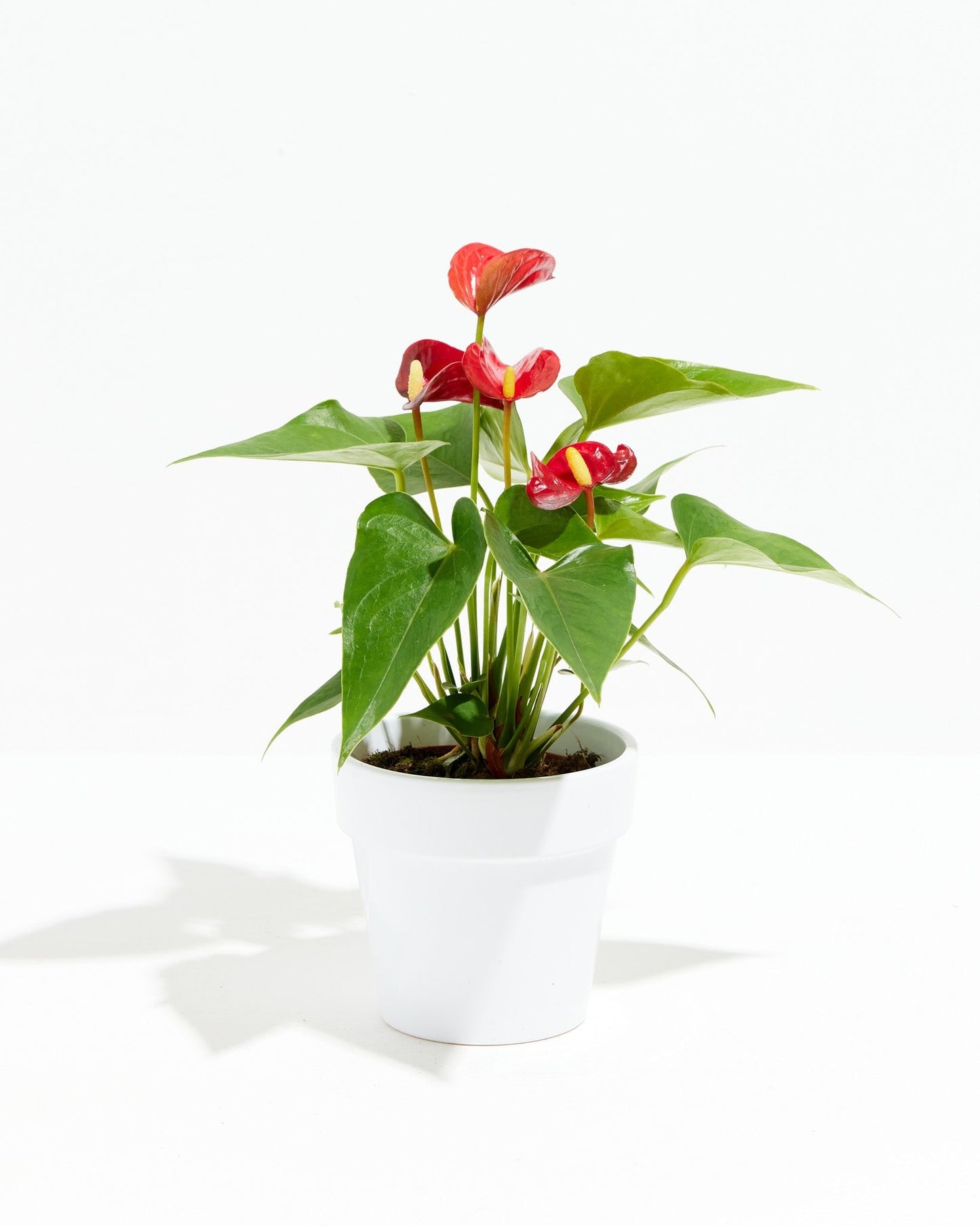 Flamingo Flower
