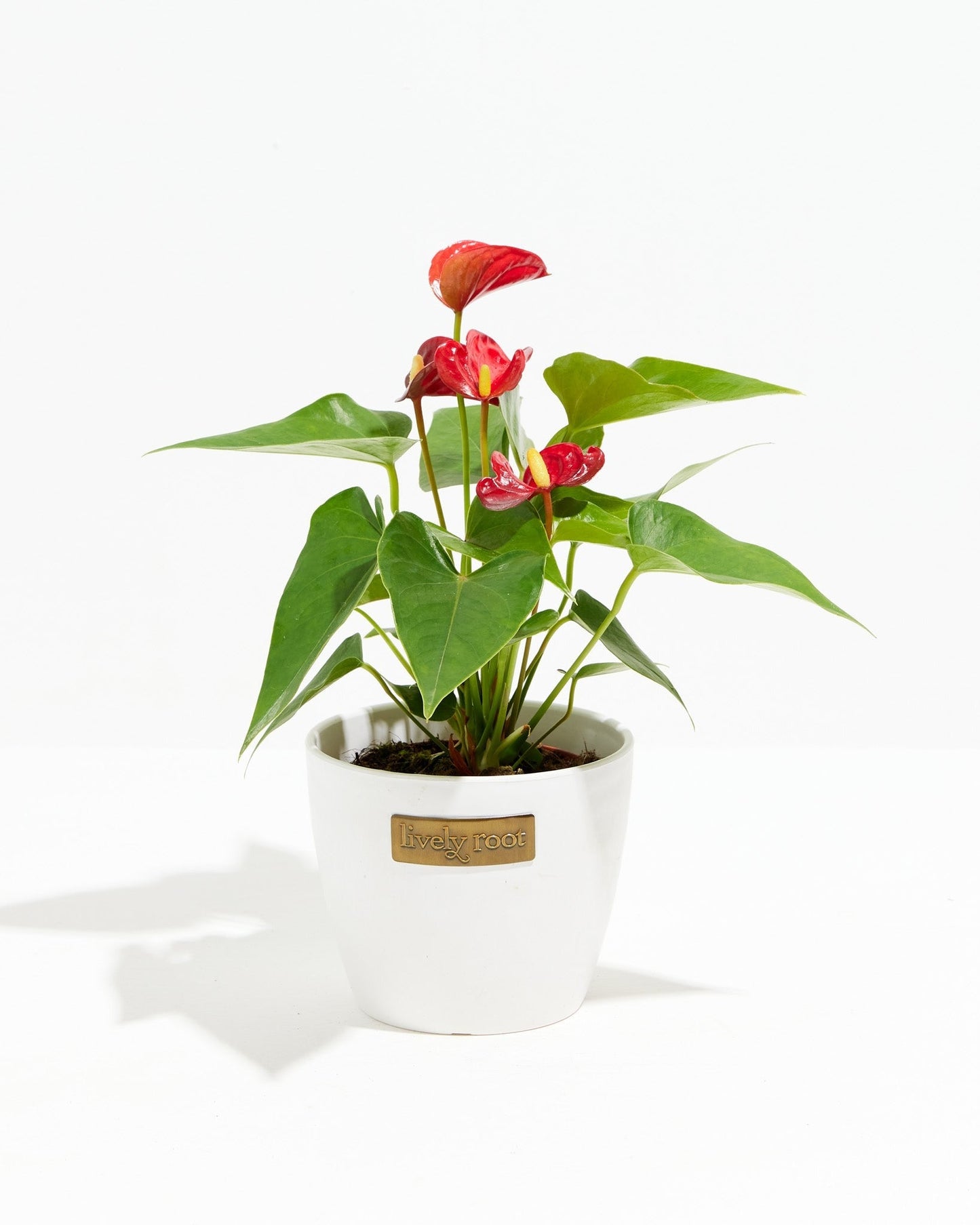 Flamingo Flower