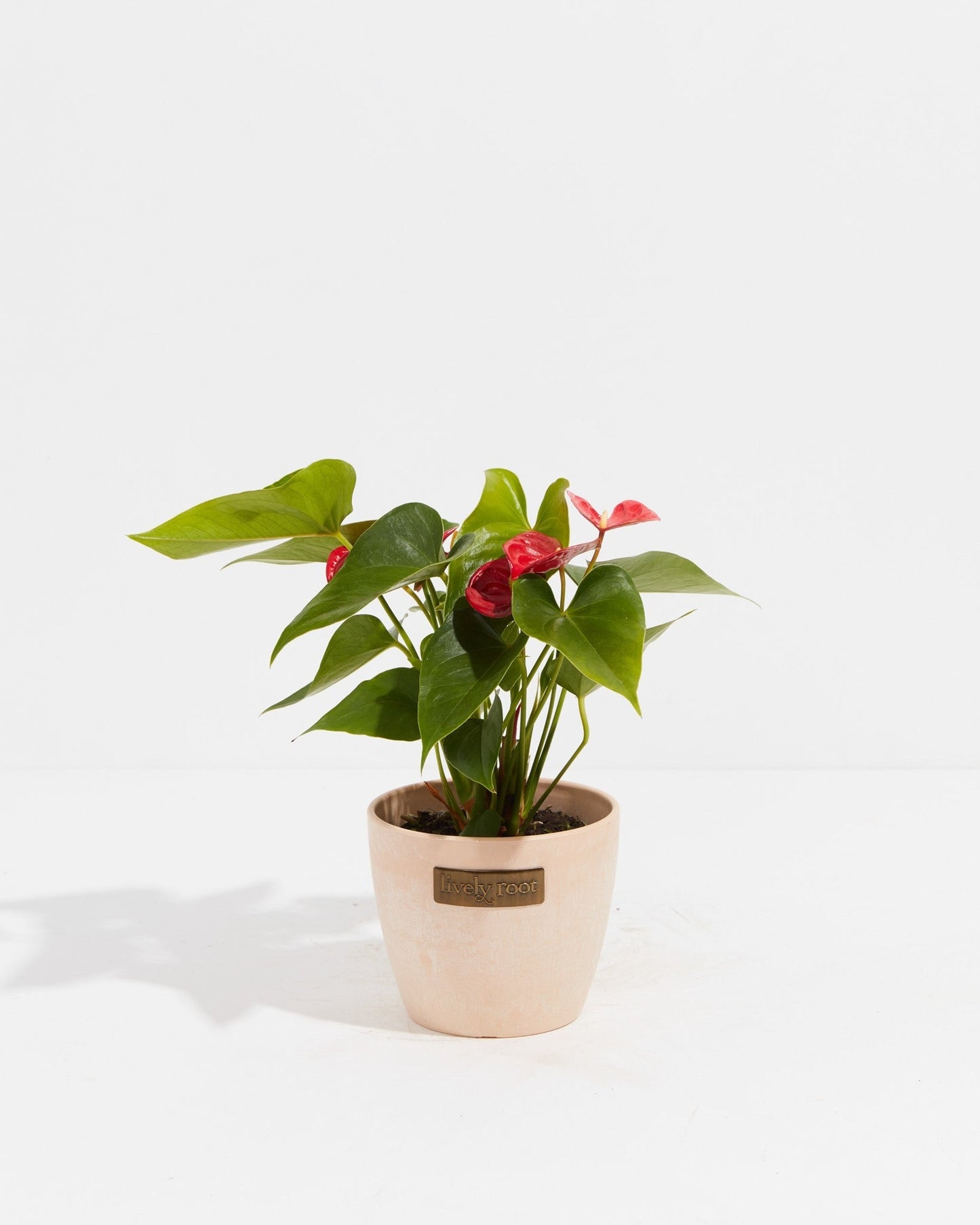Flamingo Flower