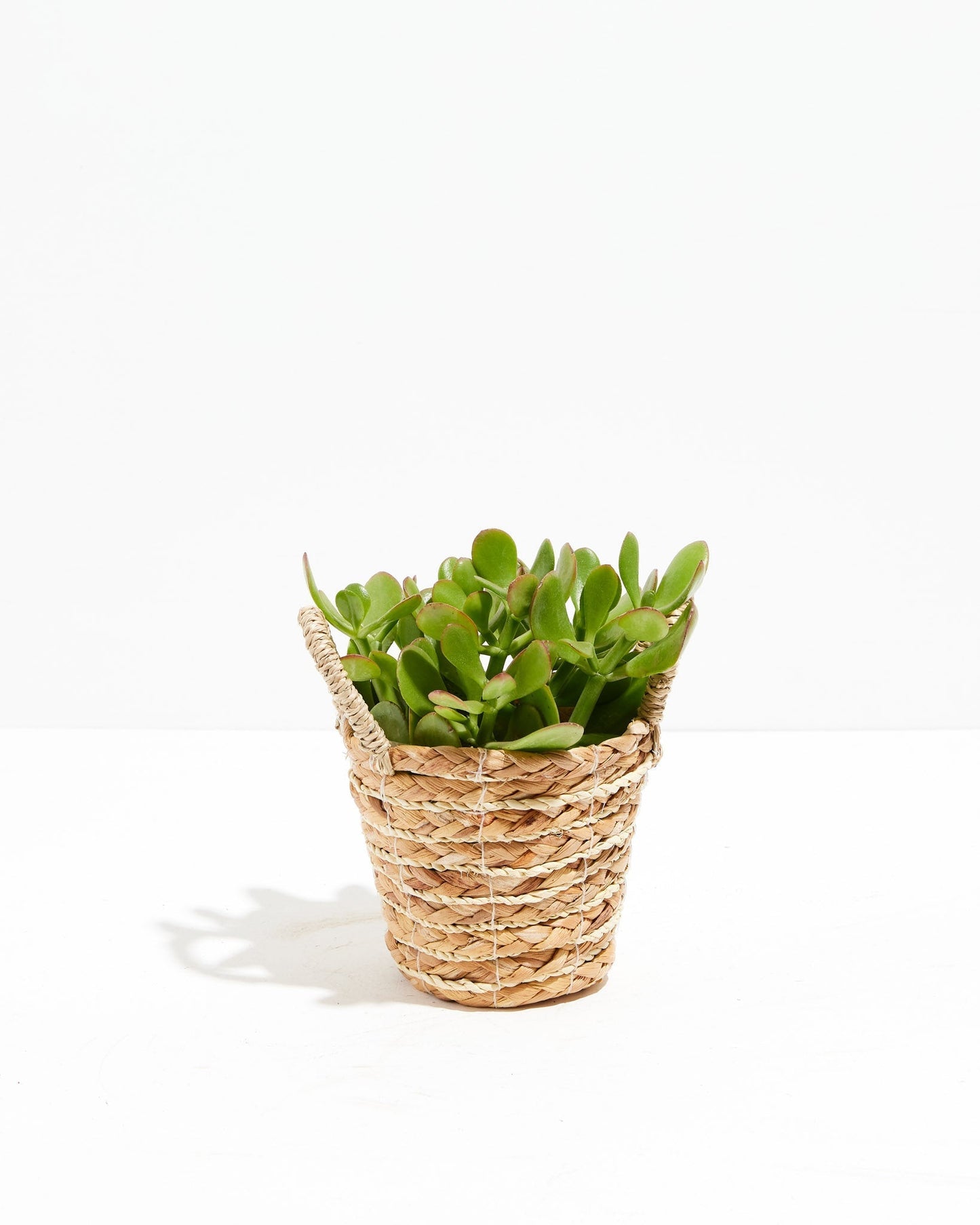 Jade Plant