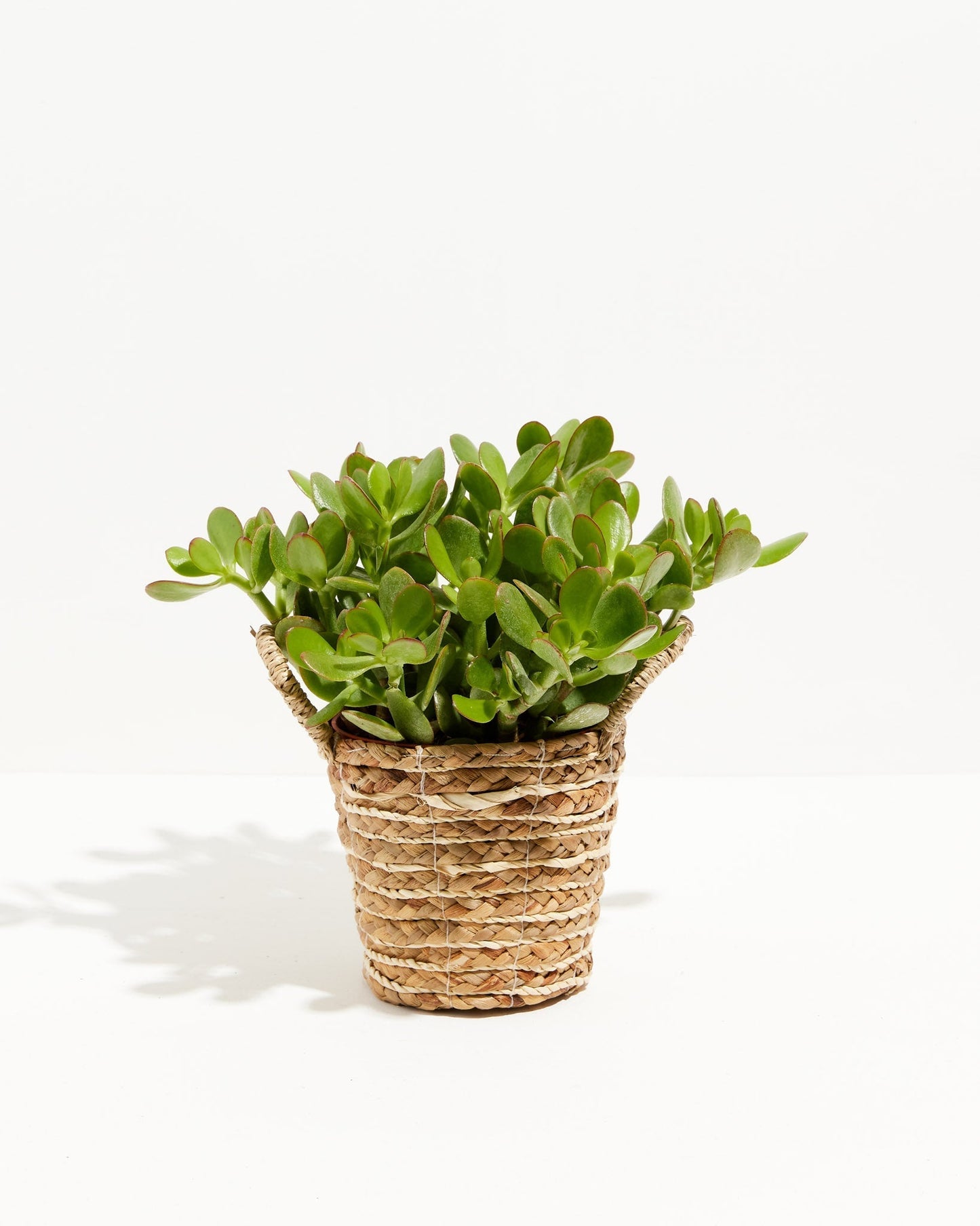 Jade Plant