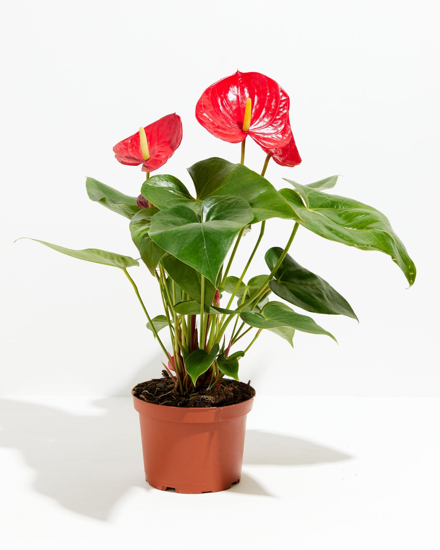 Flamingo Flower, Lively Root, Plant, Size, Medium, ,