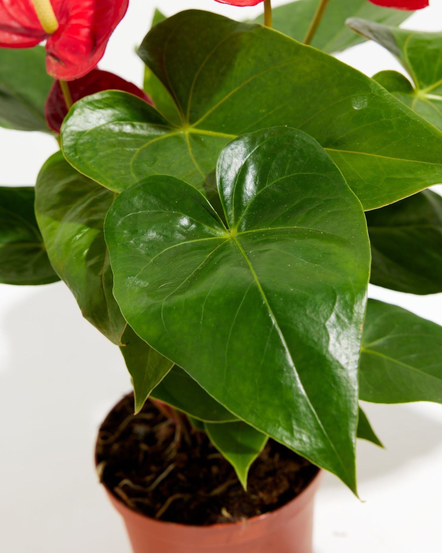 Flamingo Flower, Lively Root, Plant,Detail , , ,